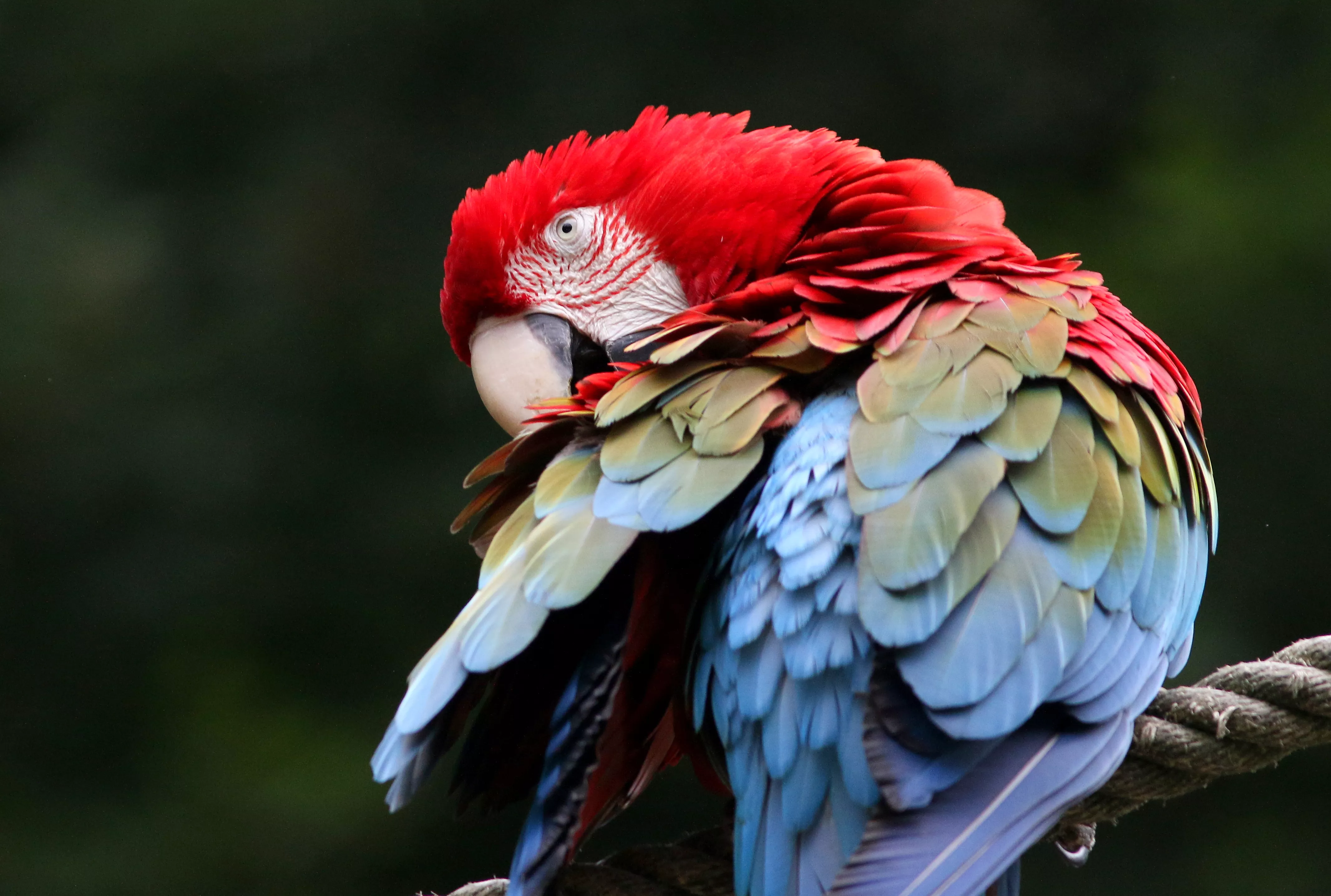 Red and green macaw preening.