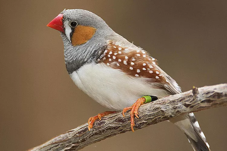 A zebra finch perched on a branch