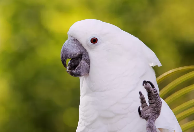 Umbrella cockatoo holding up foot