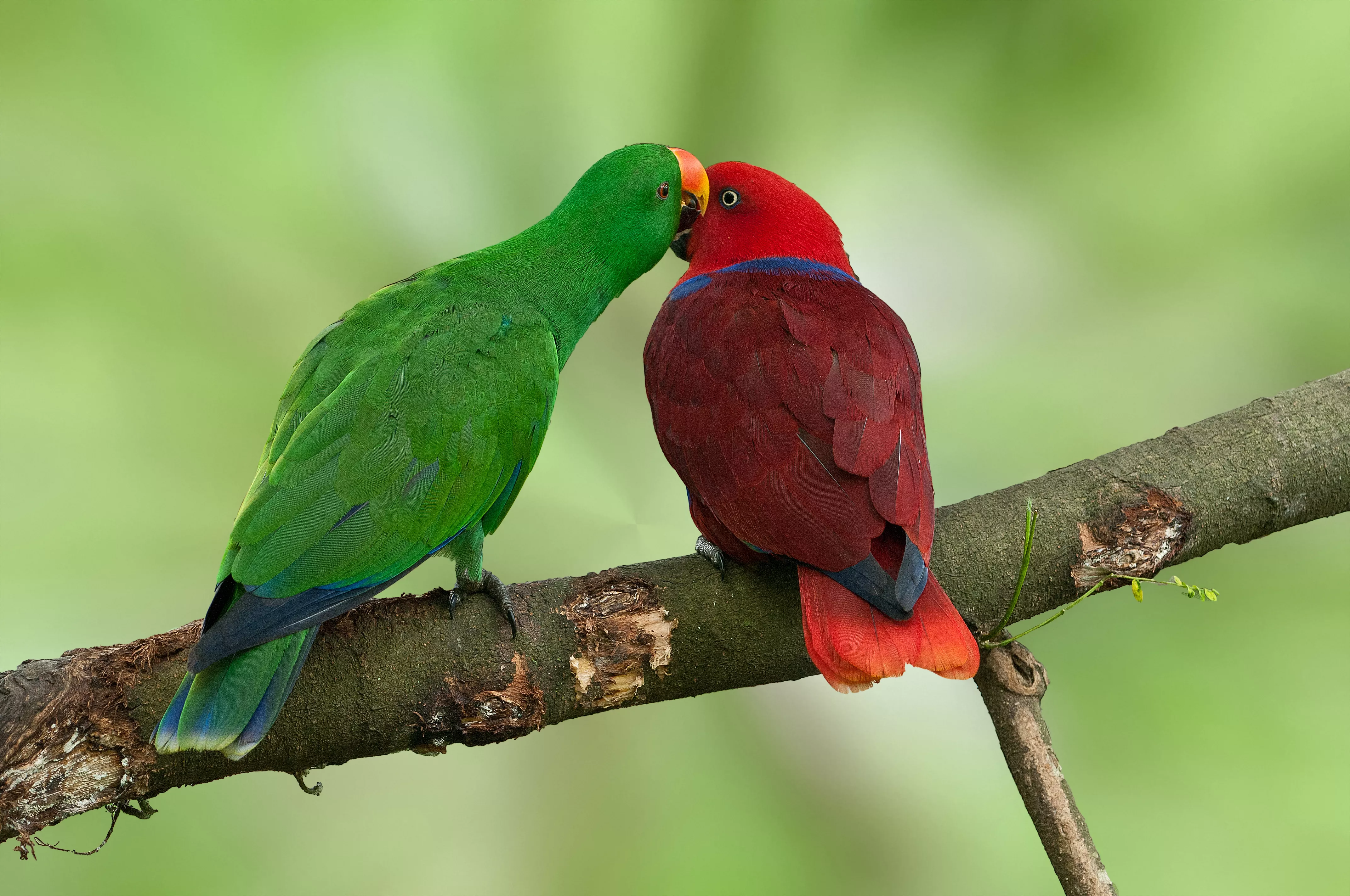 Eclectus pair on branch