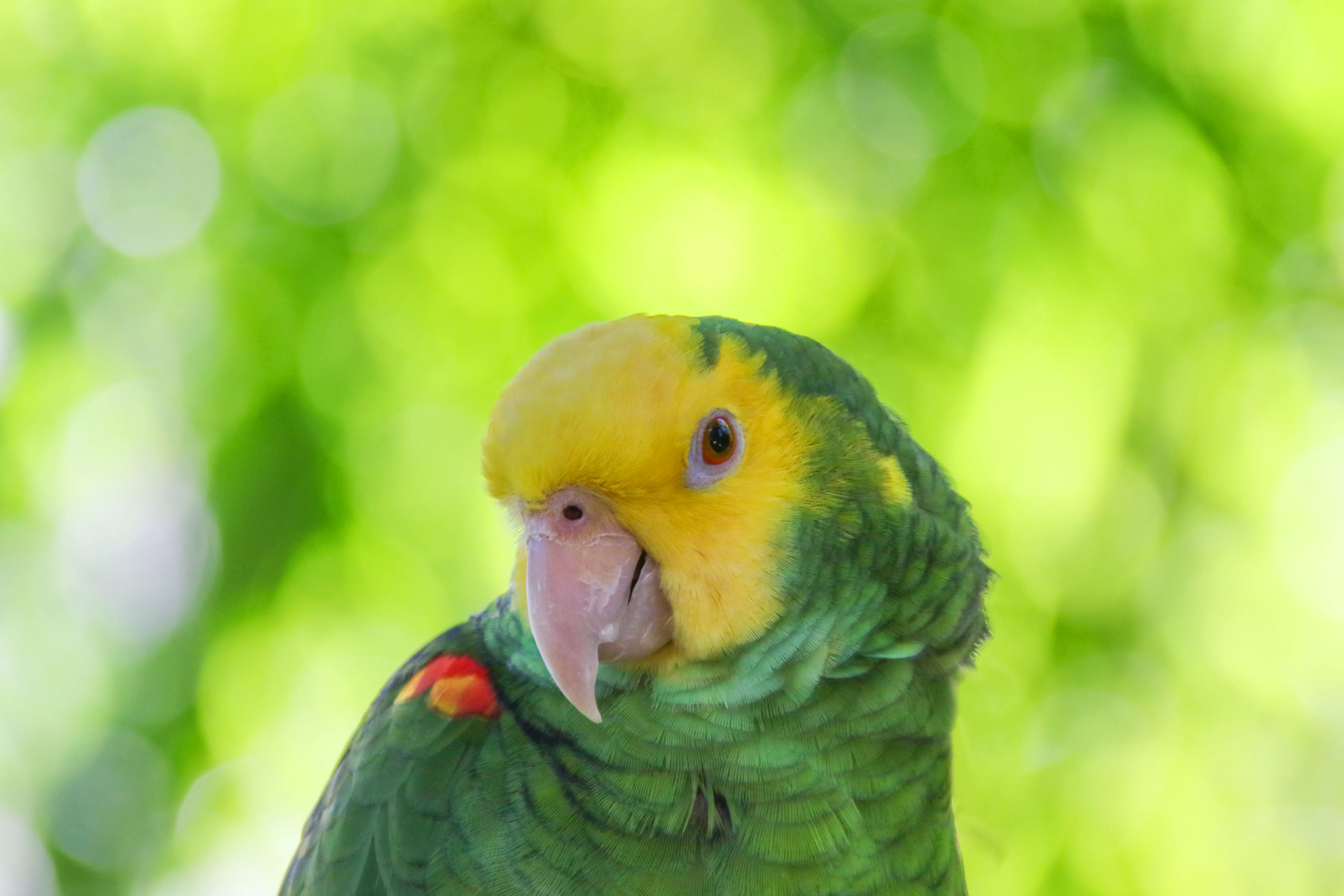 Yellow-headed Amazon