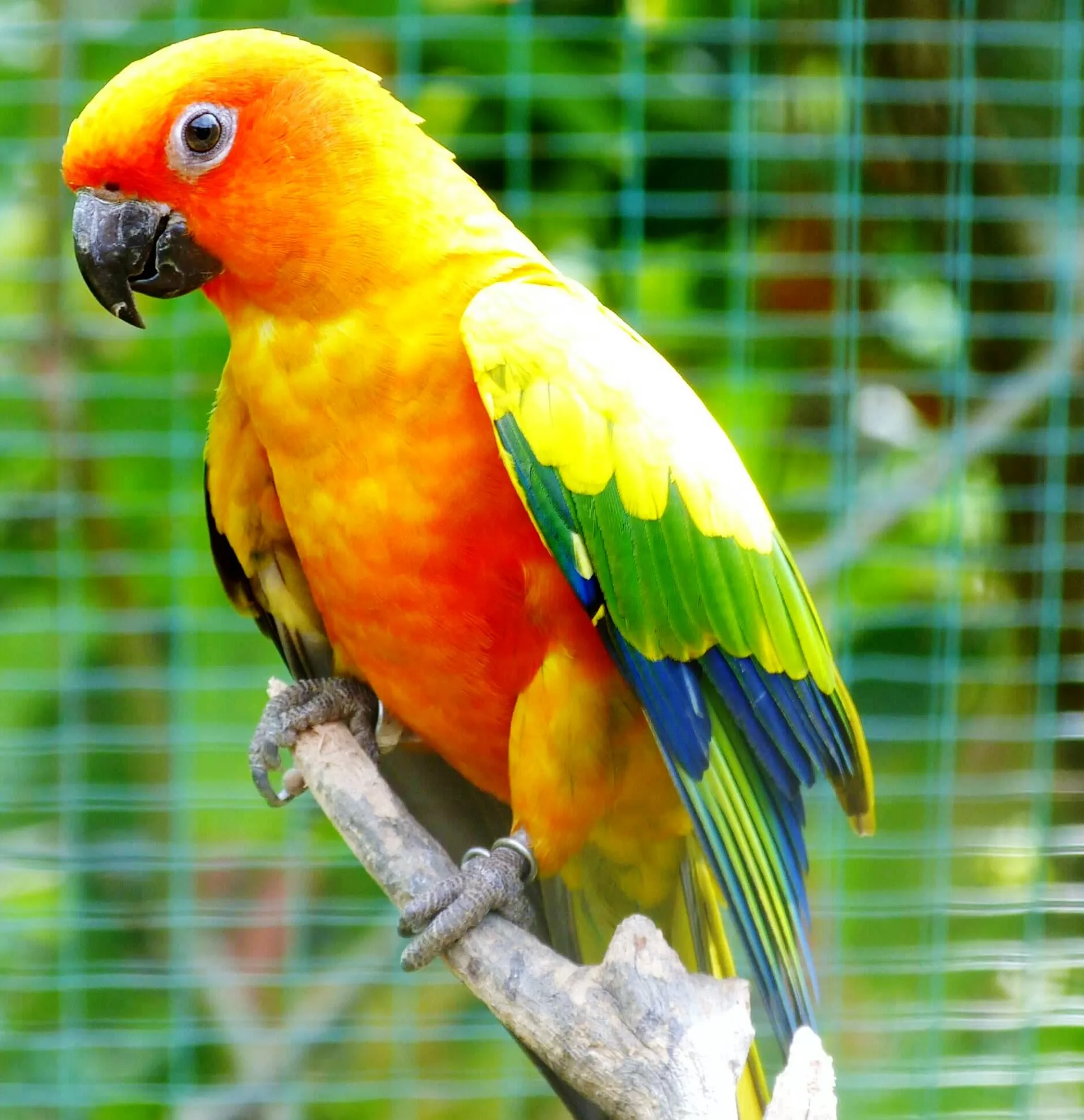 Sun conure perching on branch