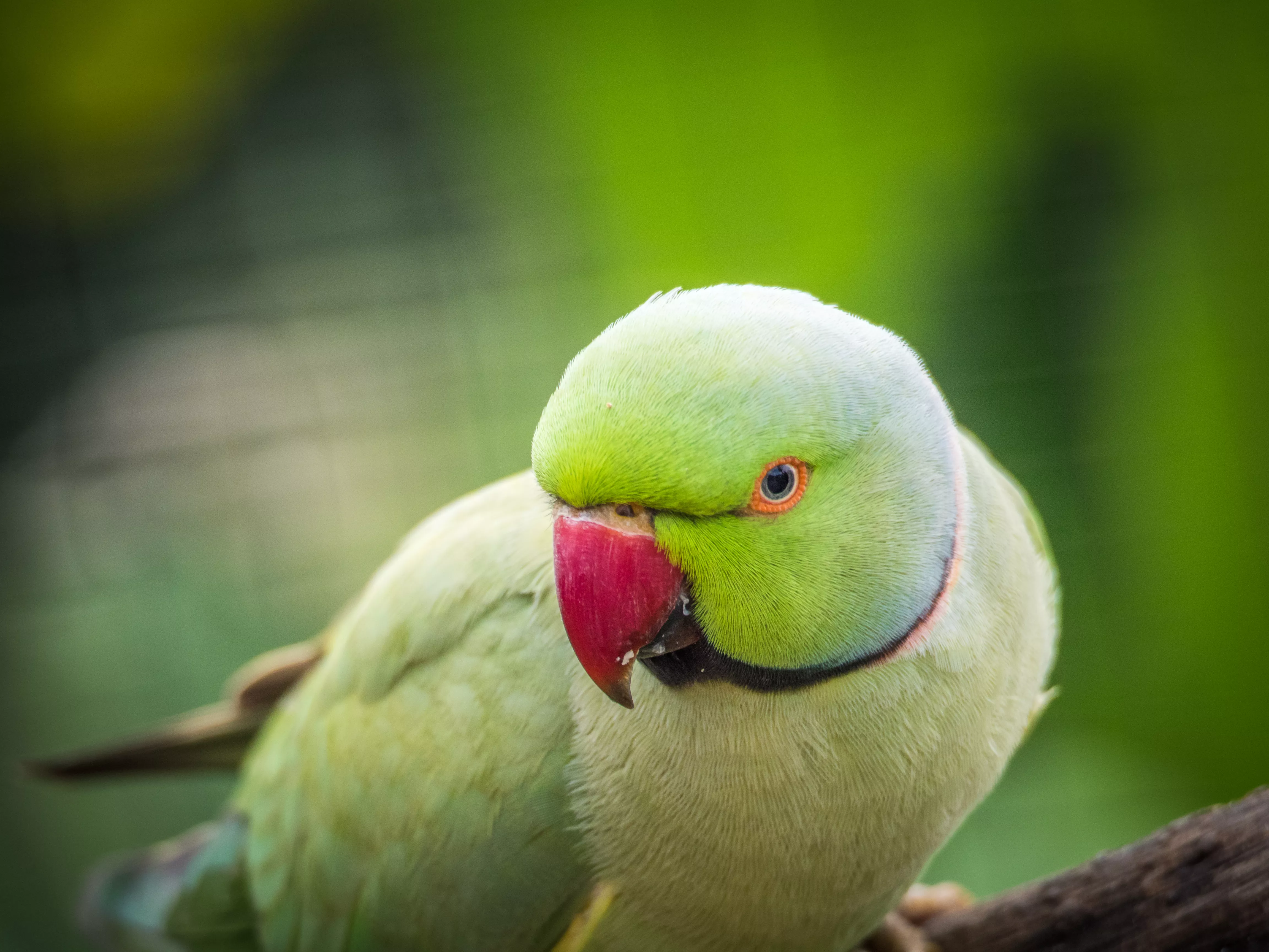 8 Top Loudest Parrots Often Kept as Pets — care guide
