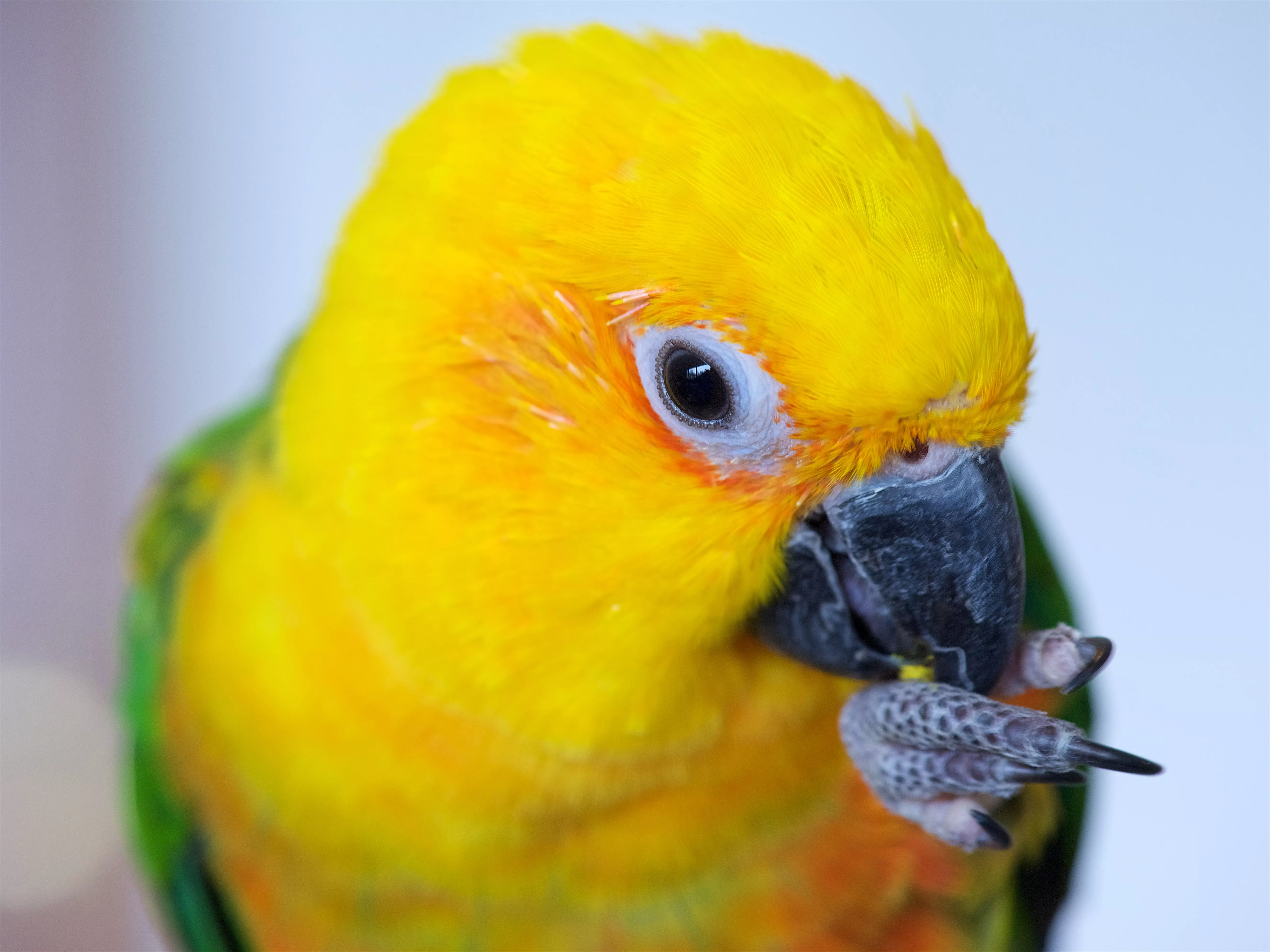 jenday conure holding up its foot