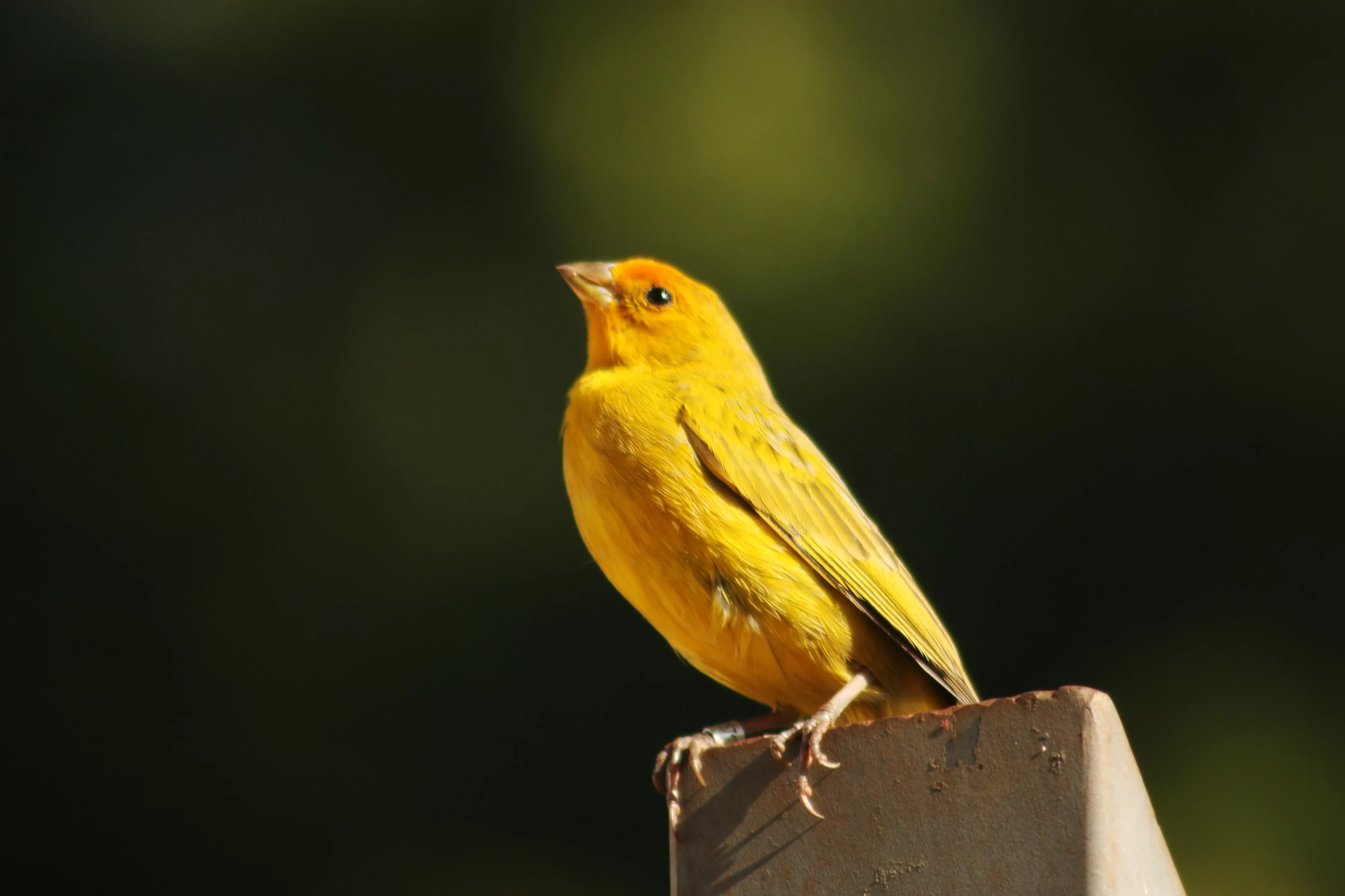 Canary bird