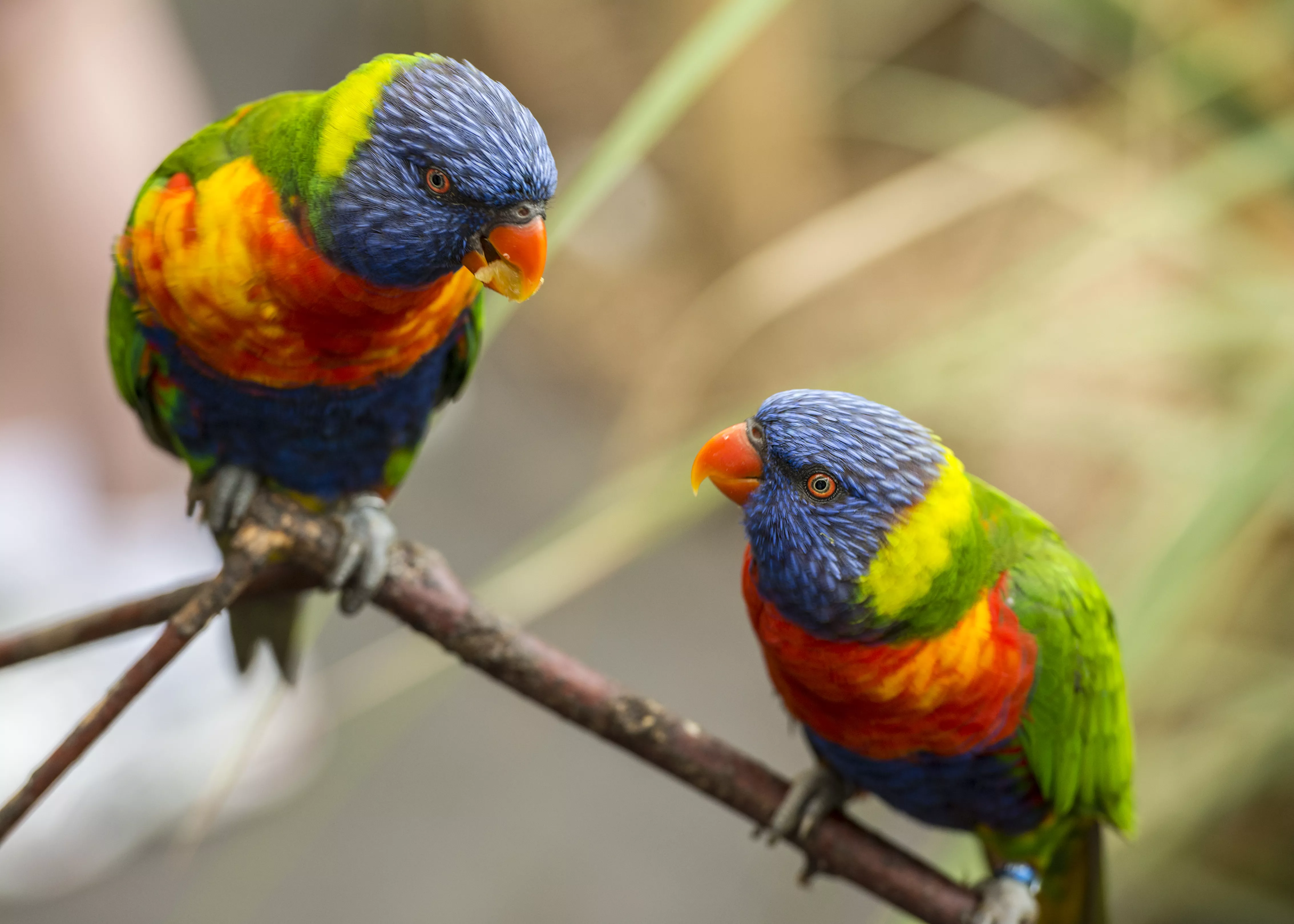 8 Most Vibrant Pet Birds for Bird Lovers — care guide