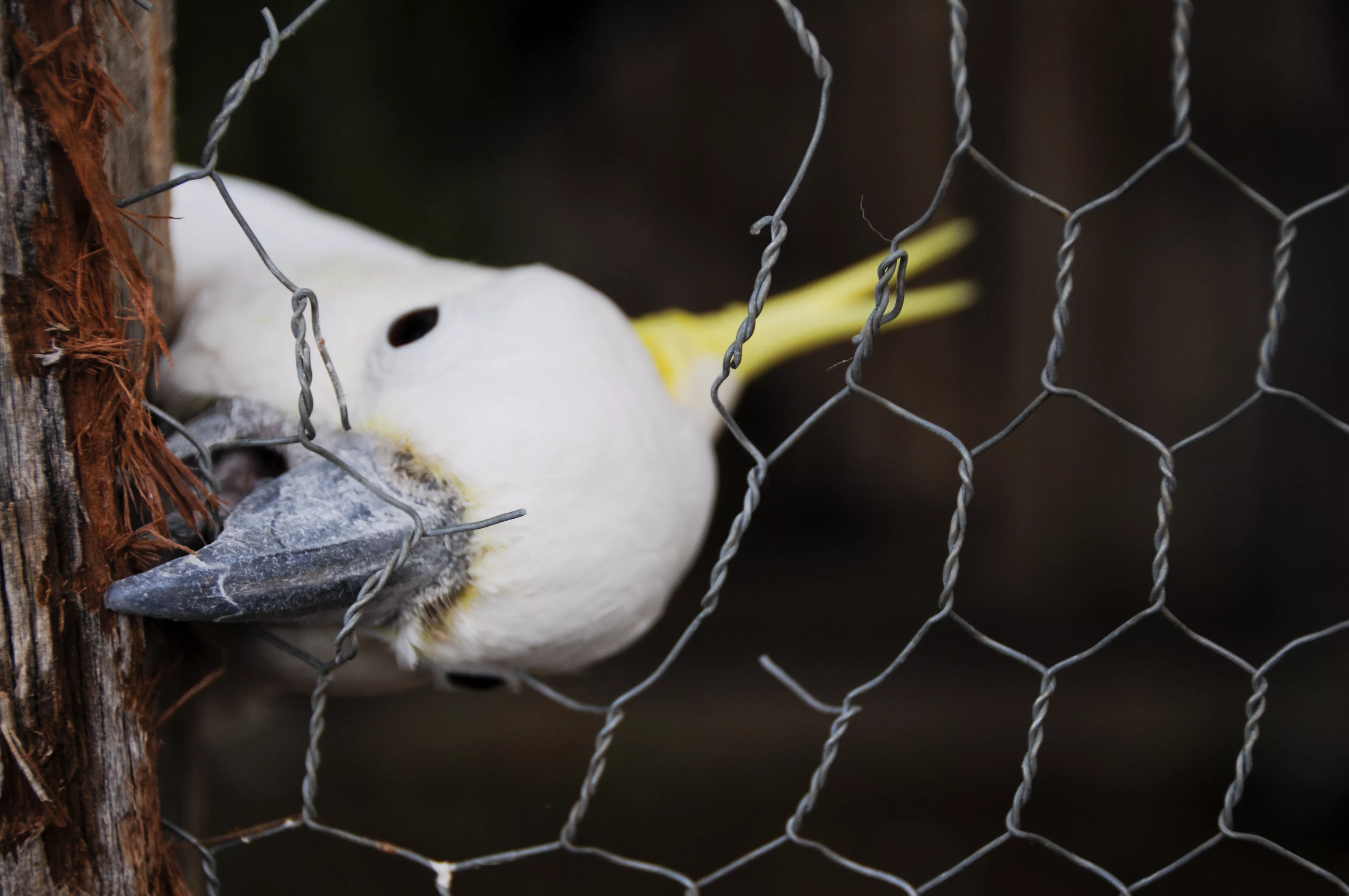 Cheeky Cockatoo Bird Chews Its Escape From Cage