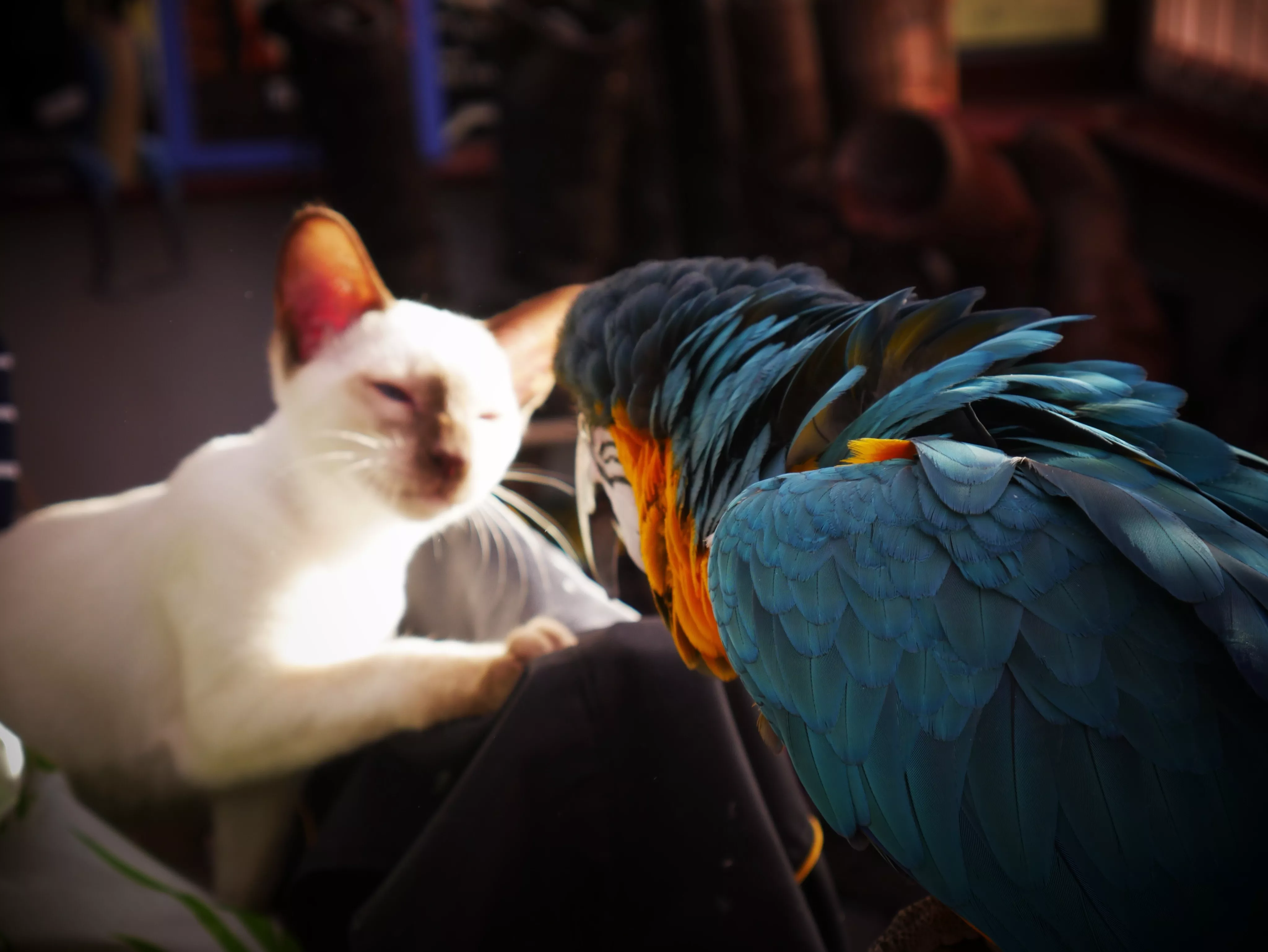 Close-Up Of Parrot Looking At Cat