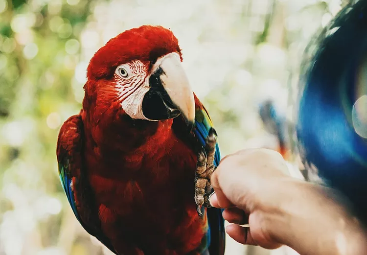 Scarlet Macaw