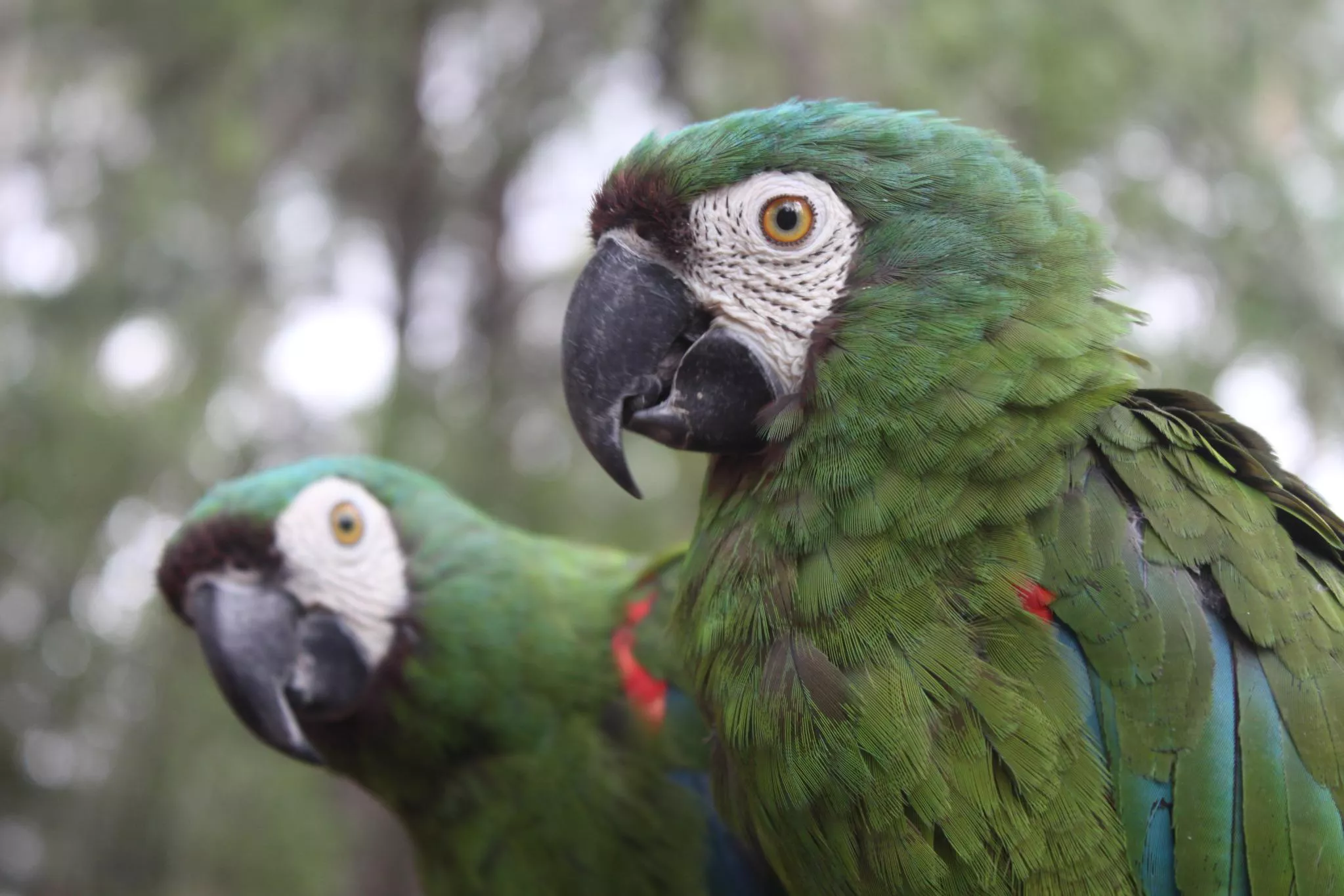 Severe Macaws