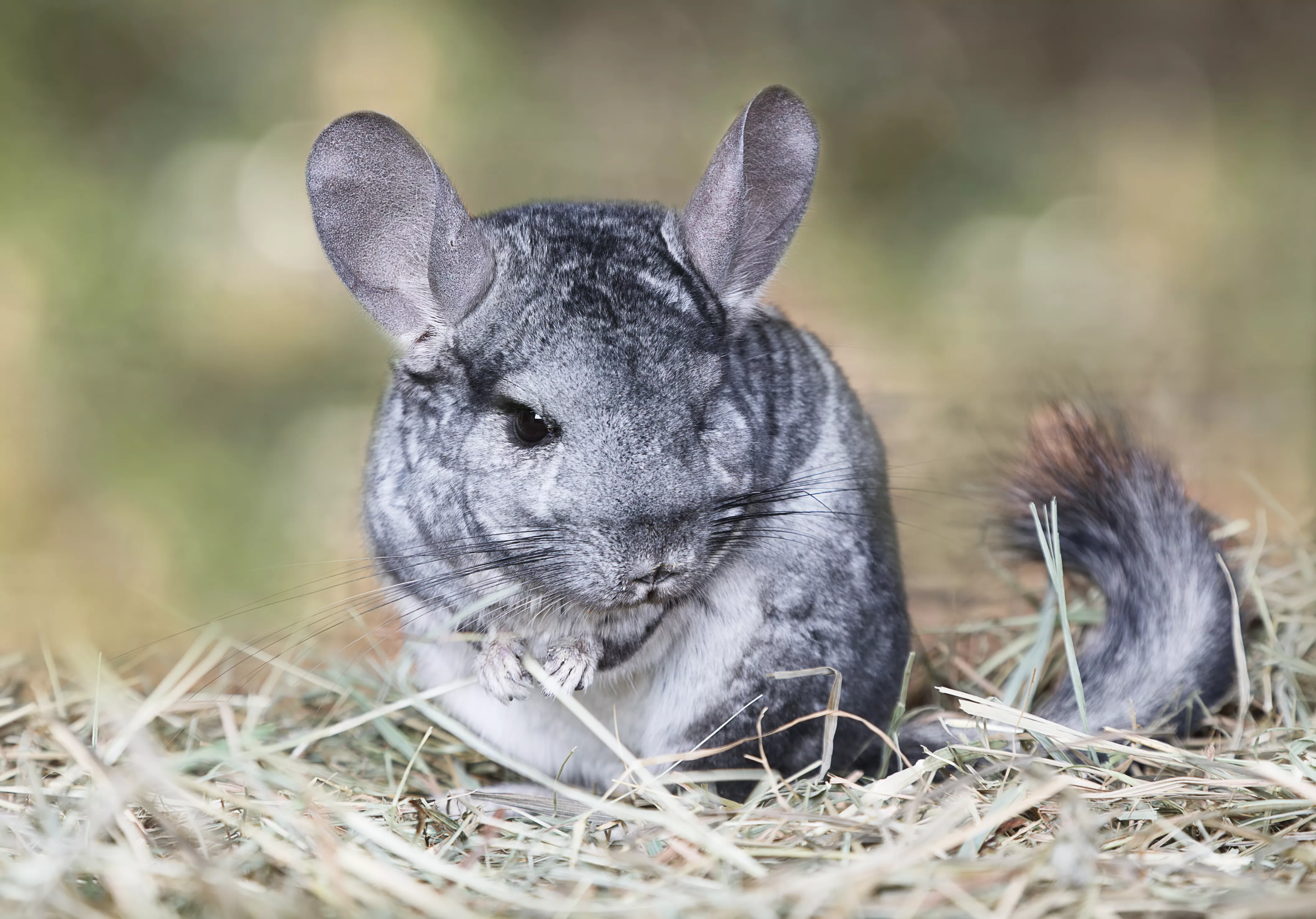 Broken Legs in Chinchillas — care guide