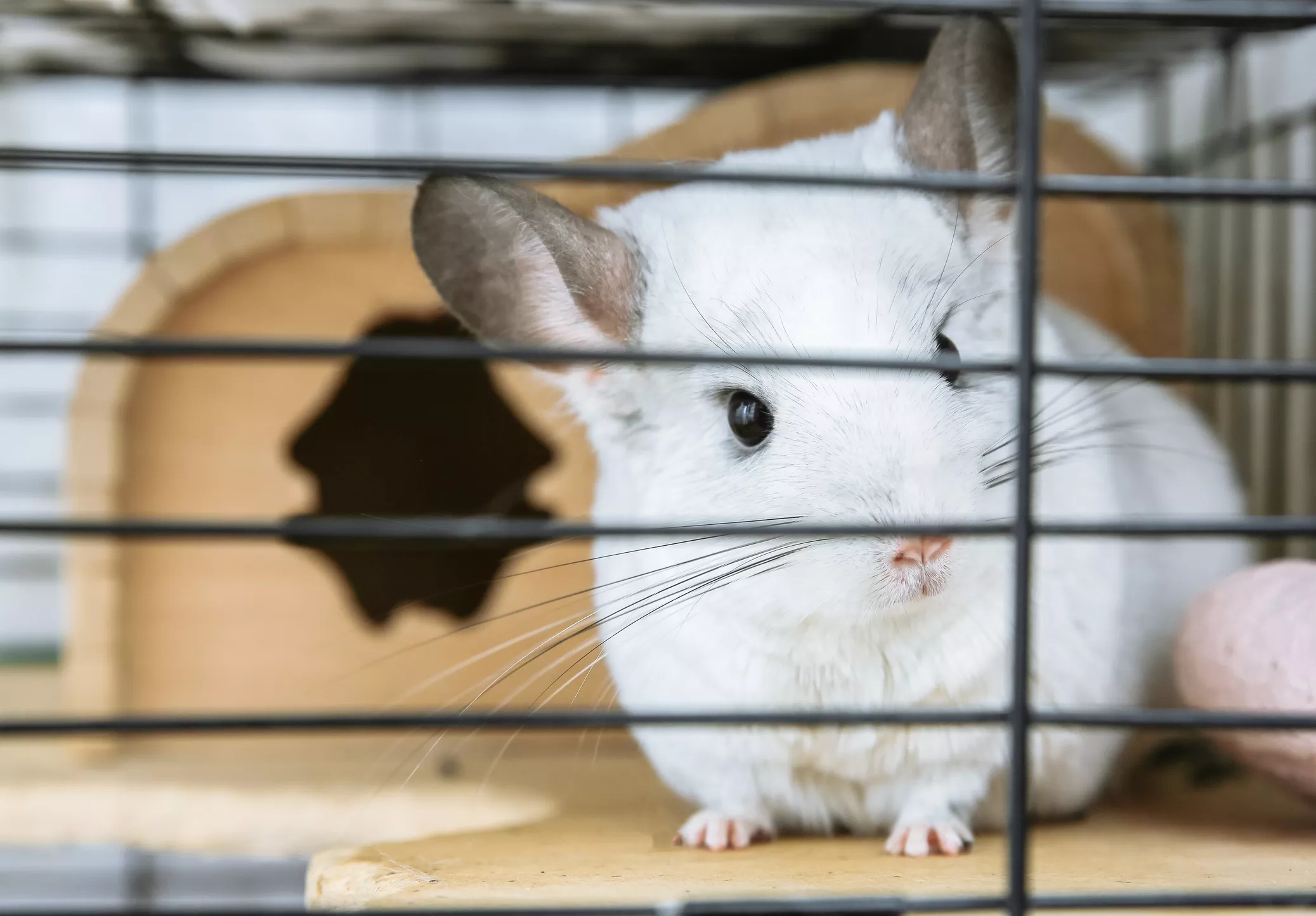 Can Chinchillas Get Wet? — care guide