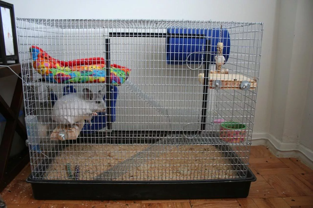 Chinchilla Cages — care guide