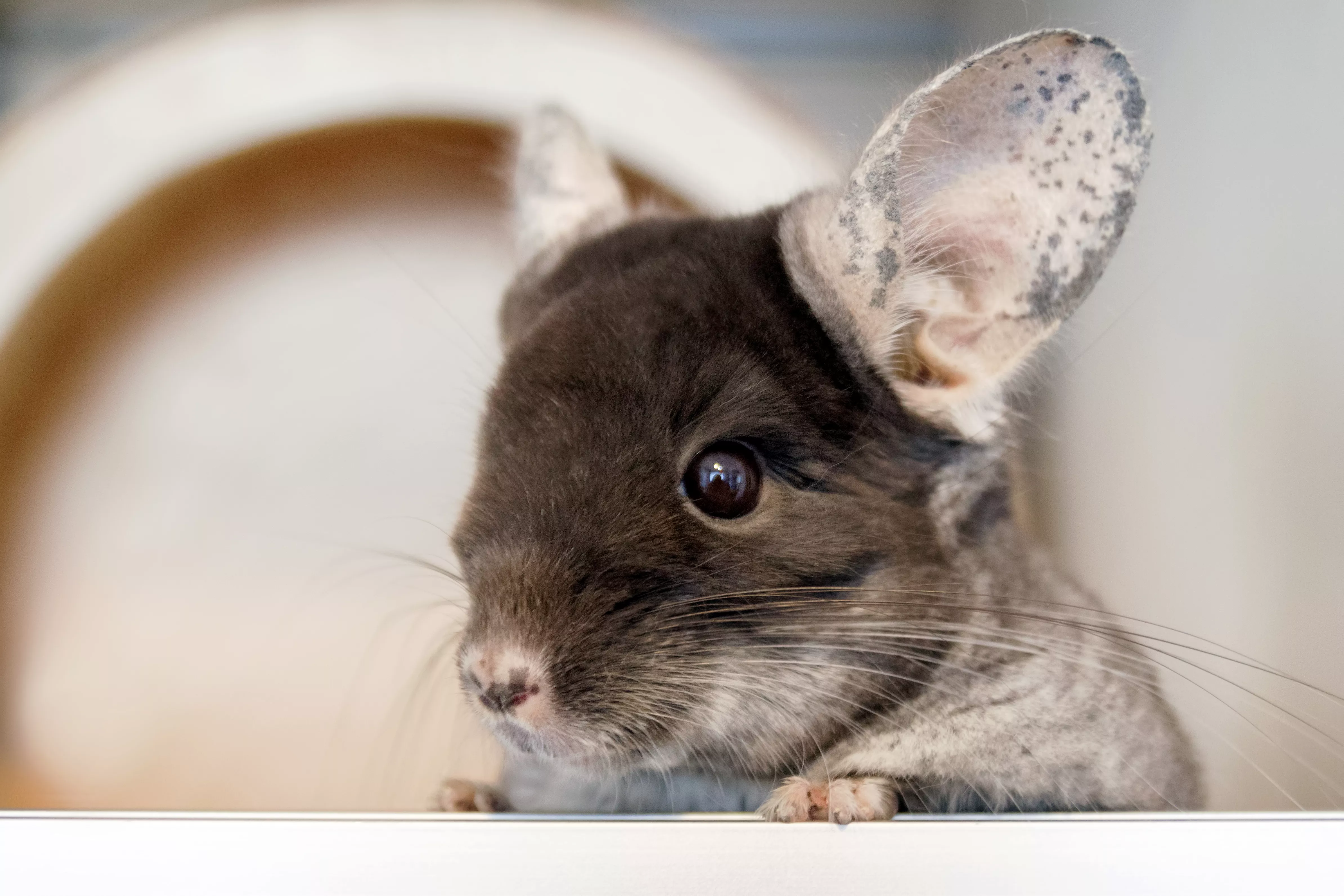 Eye Problems in Chinchillas — care guide
