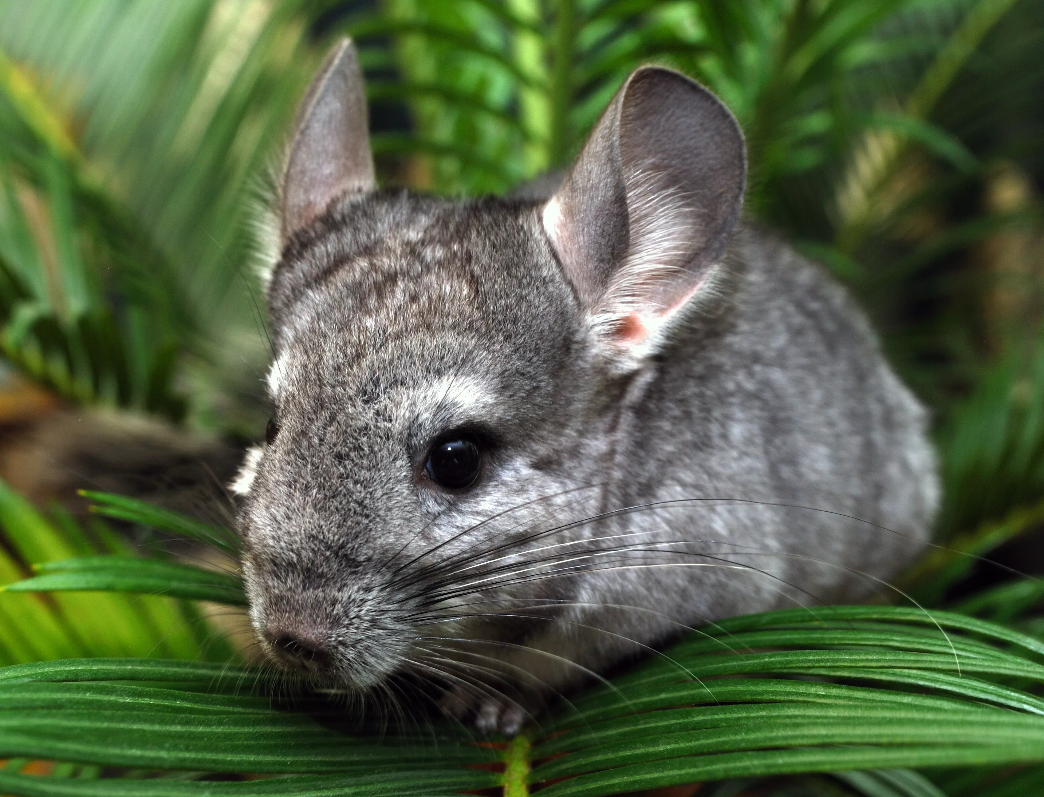 How to Care for Your Chinchilla's Teeth — care guide