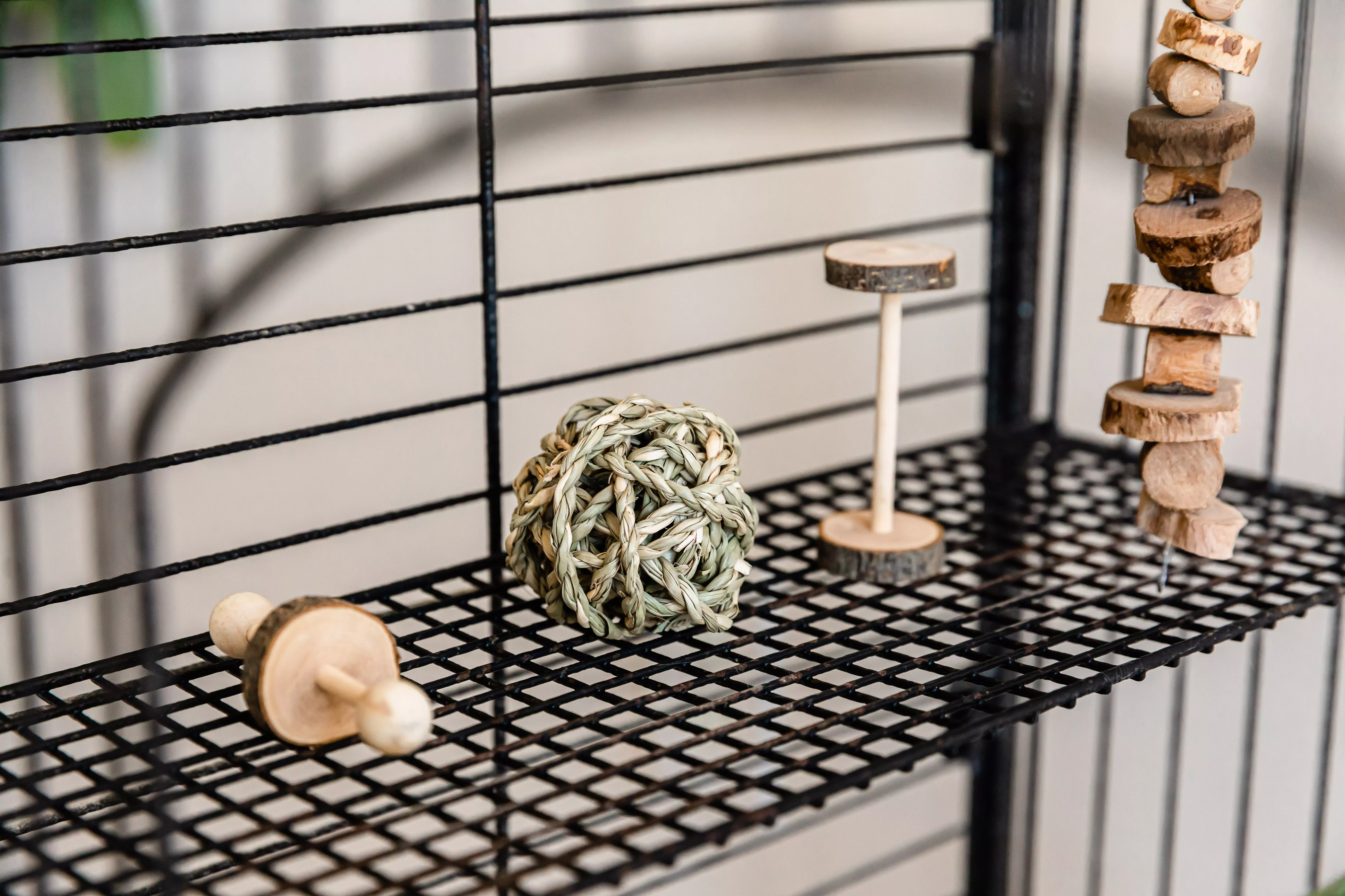 Chinchilla Care Guide: Tips and Essentials for a Happy Pet — care guide