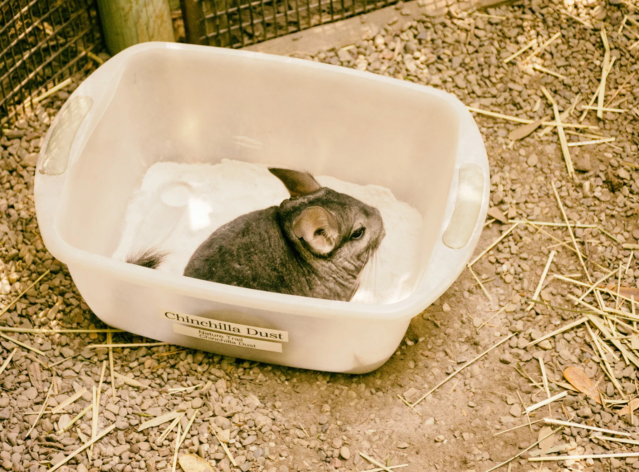 Chinchilla Dust Baths — care guide