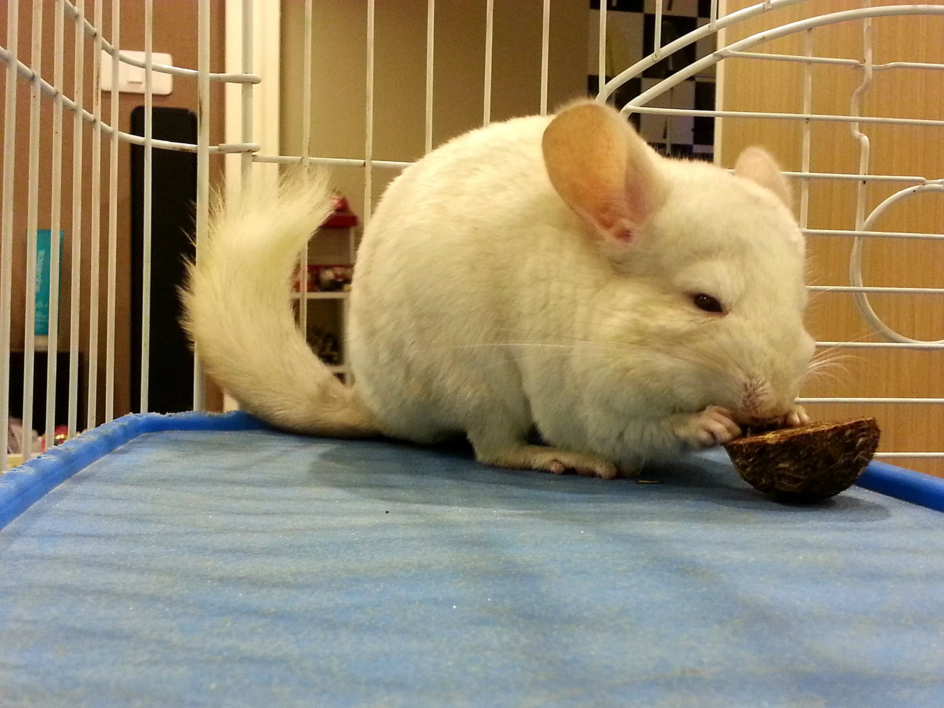 Food Options for Your Pet Chinchilla — care guide