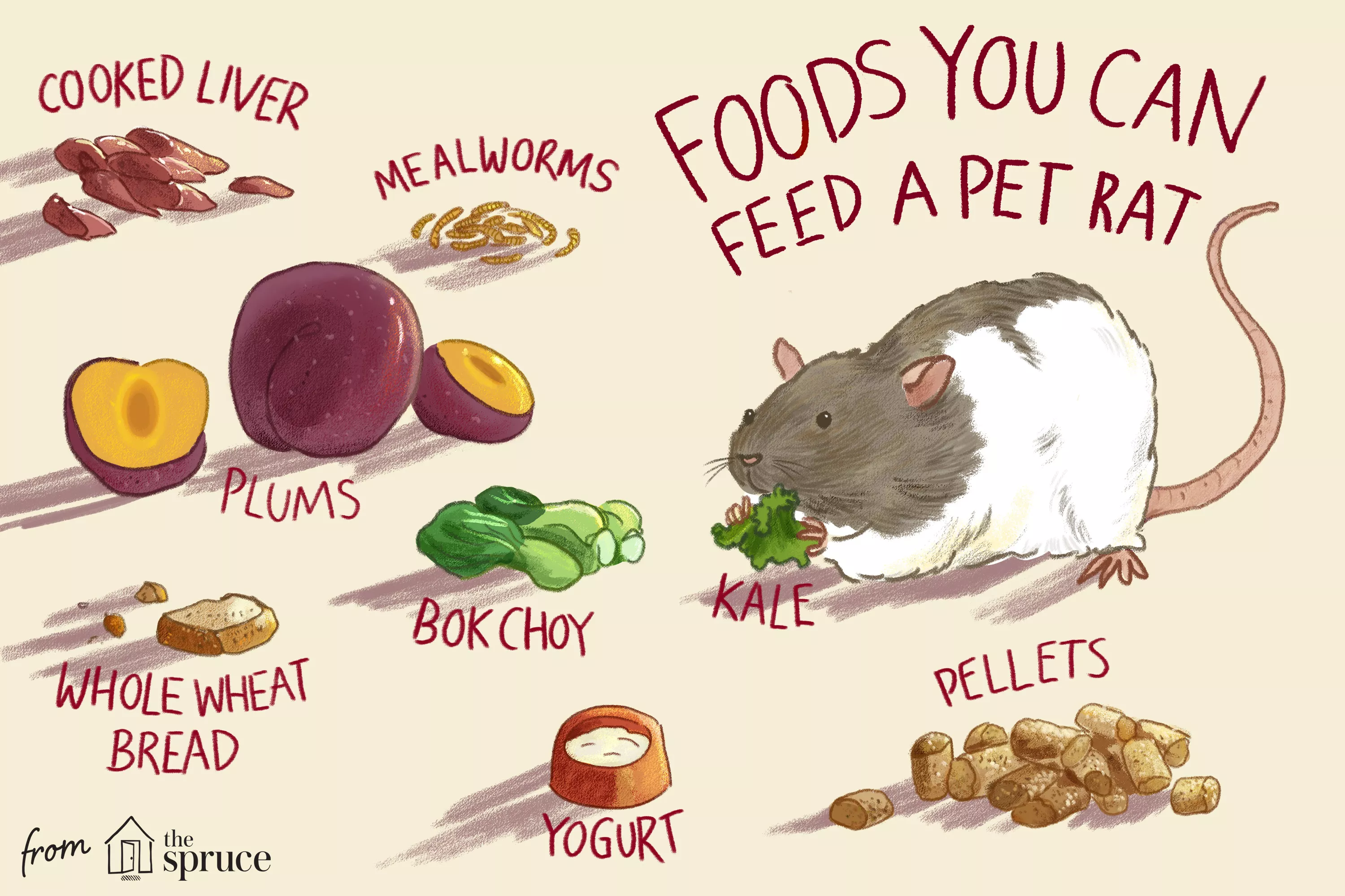 Foods You Can Feed a Pet Rat