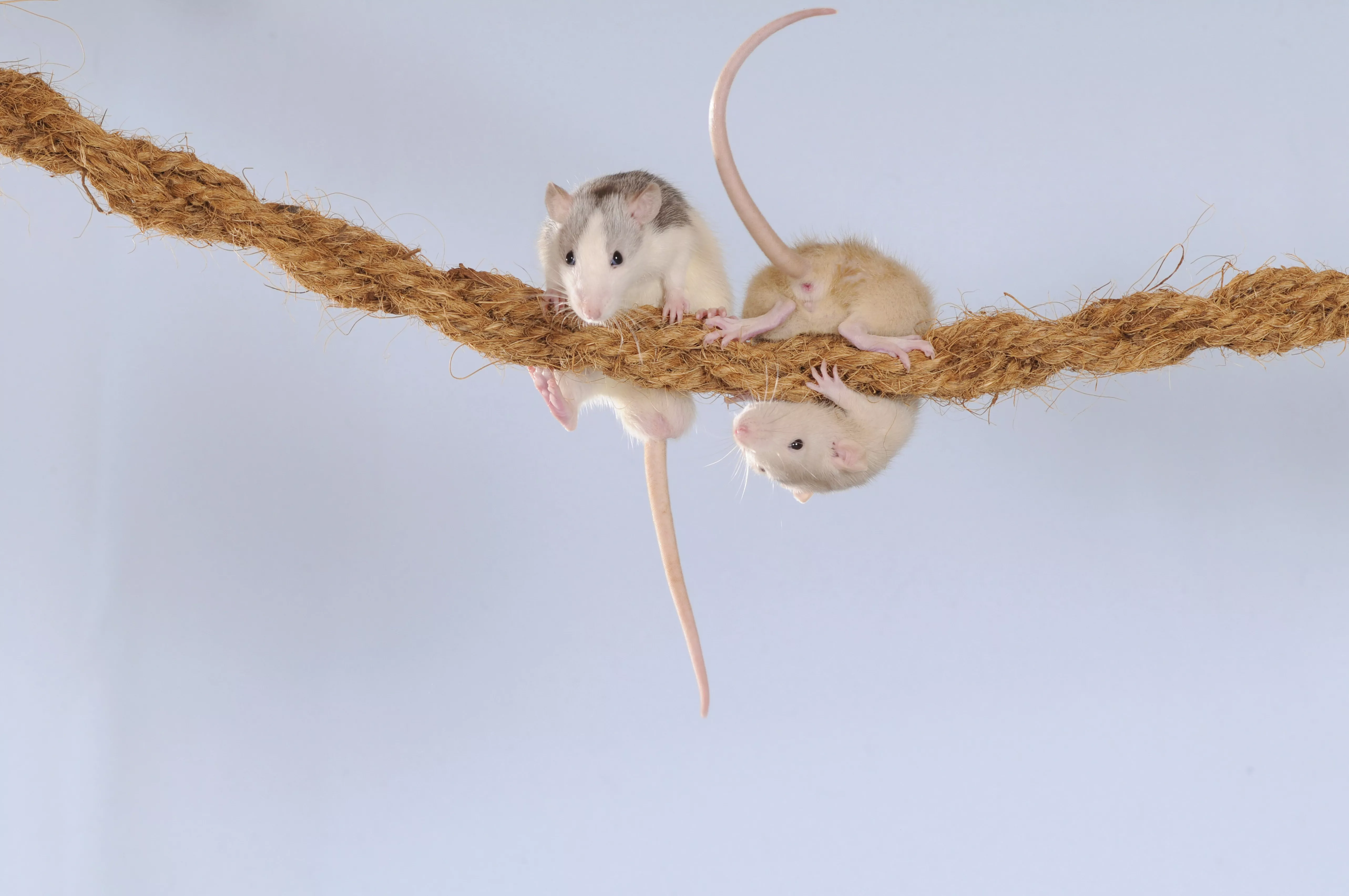 DIY Toys for Pet Rats Using Stuff You Already Have — care guide