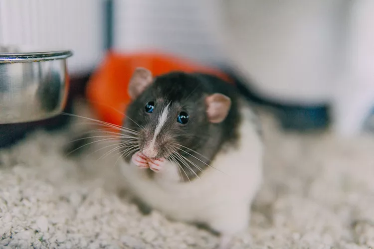 Hooded dumbo fancy rat eating