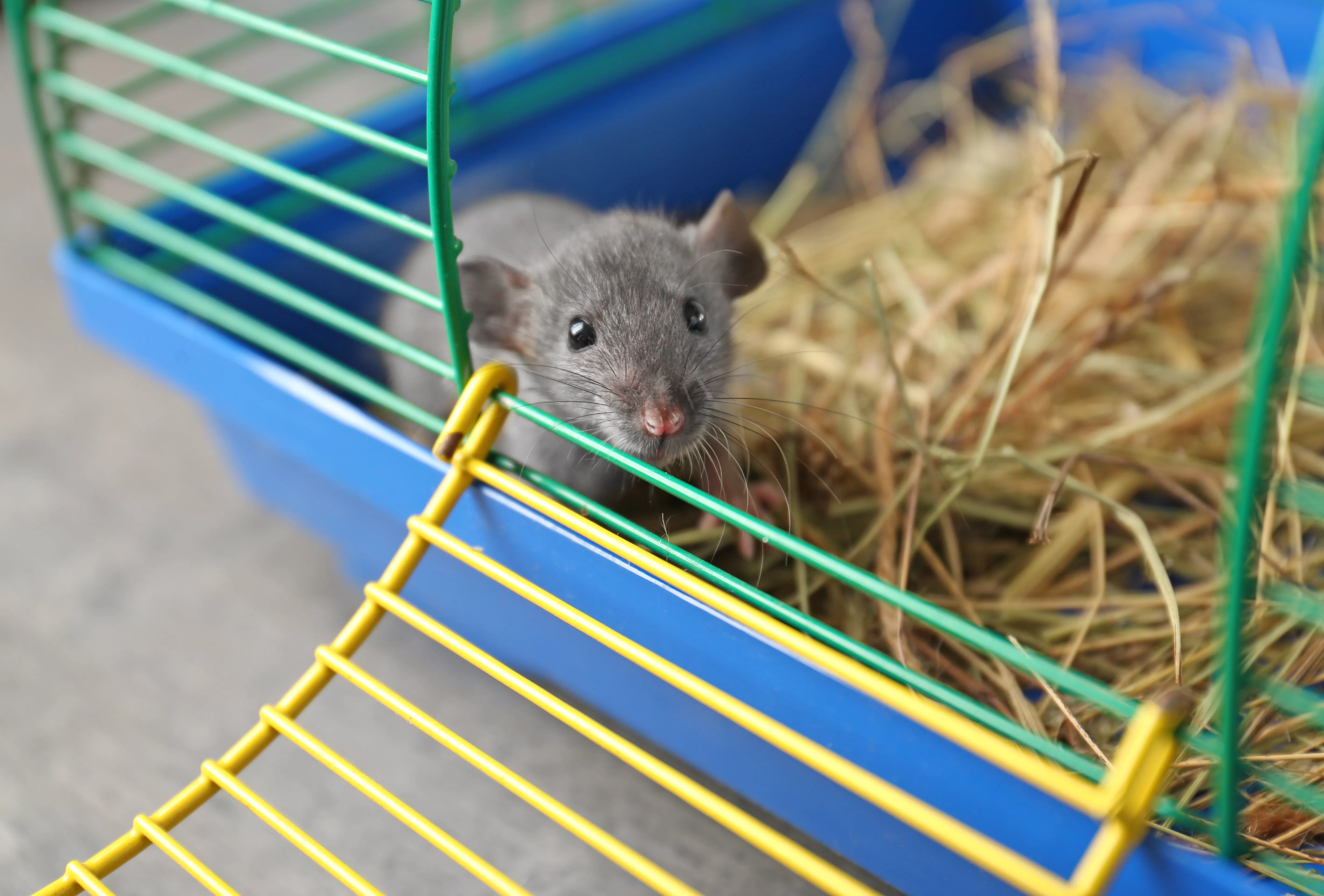 Cute funny rat in cage at home