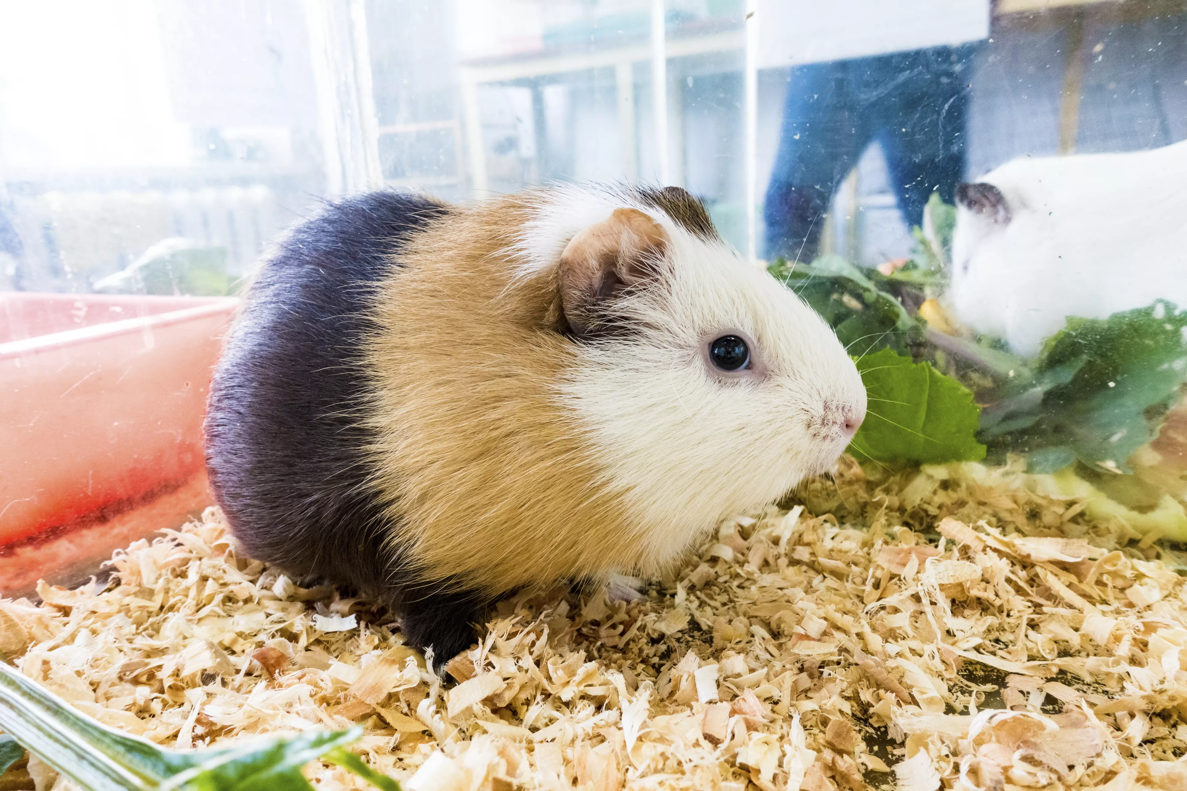 Guinea pig
