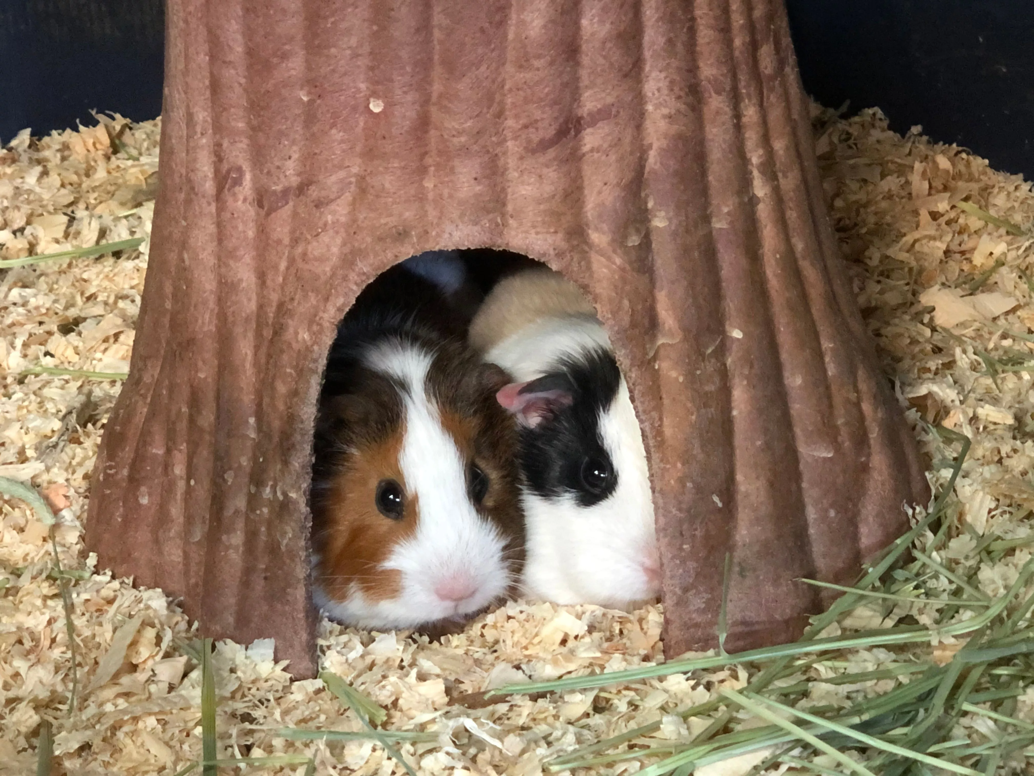baby guinea pigs