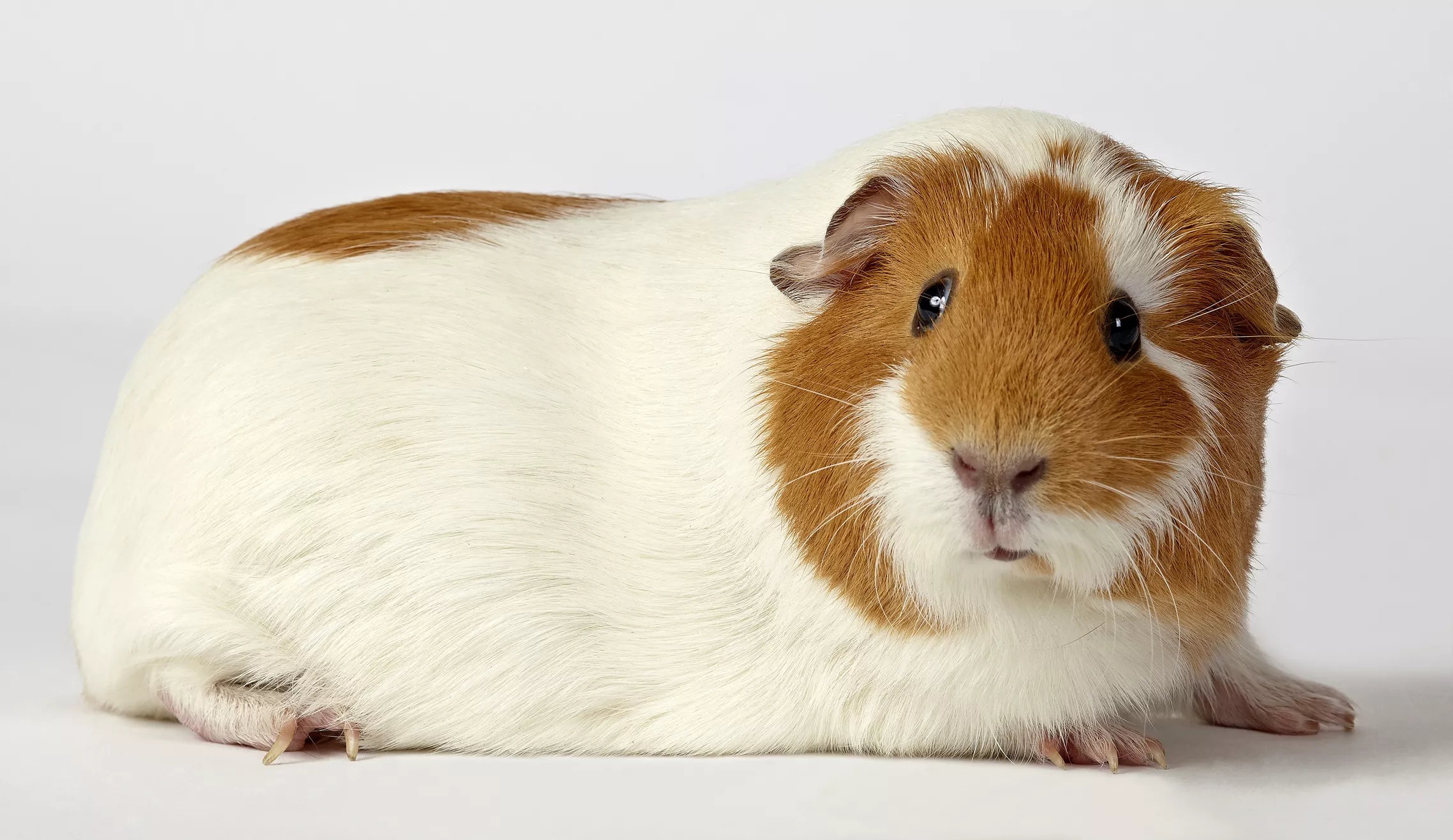 Cystic Ovaries in Guinea Pigs — care guide