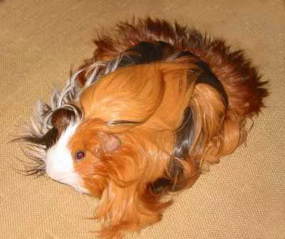 Silkie Guinea Pig Photo - Two Harbours