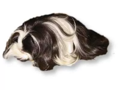 Coronet Guinea Pig - Mitchell
