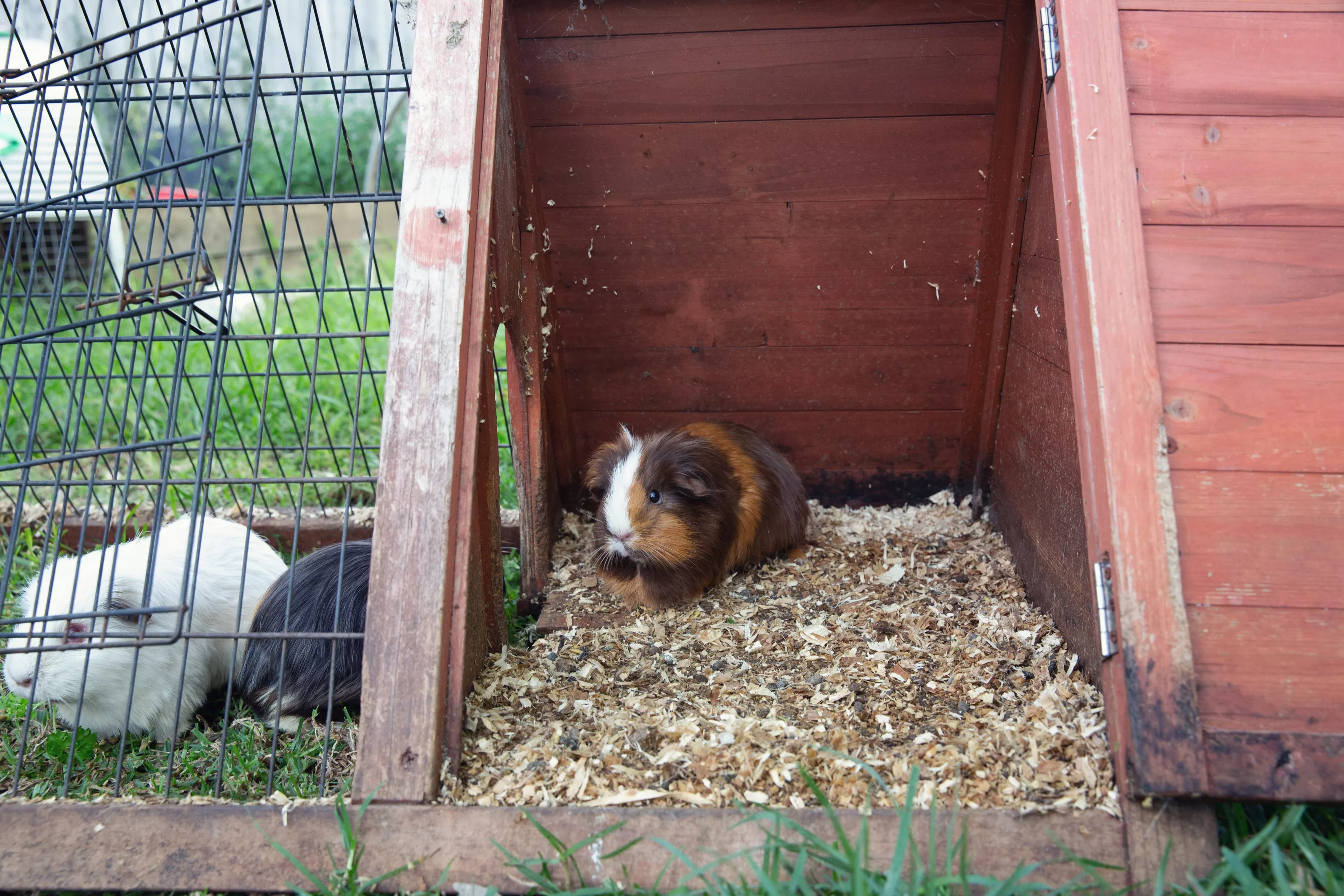 Guinea pigs in outdoor red cage with wire fence open