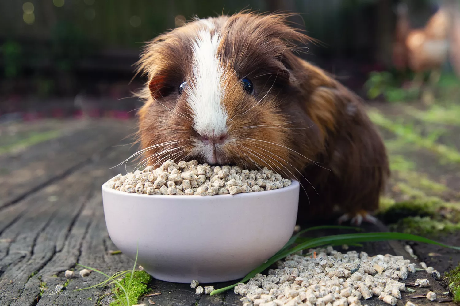 Brown and white guinea pig eating special guinea pig pellet food from white bowl