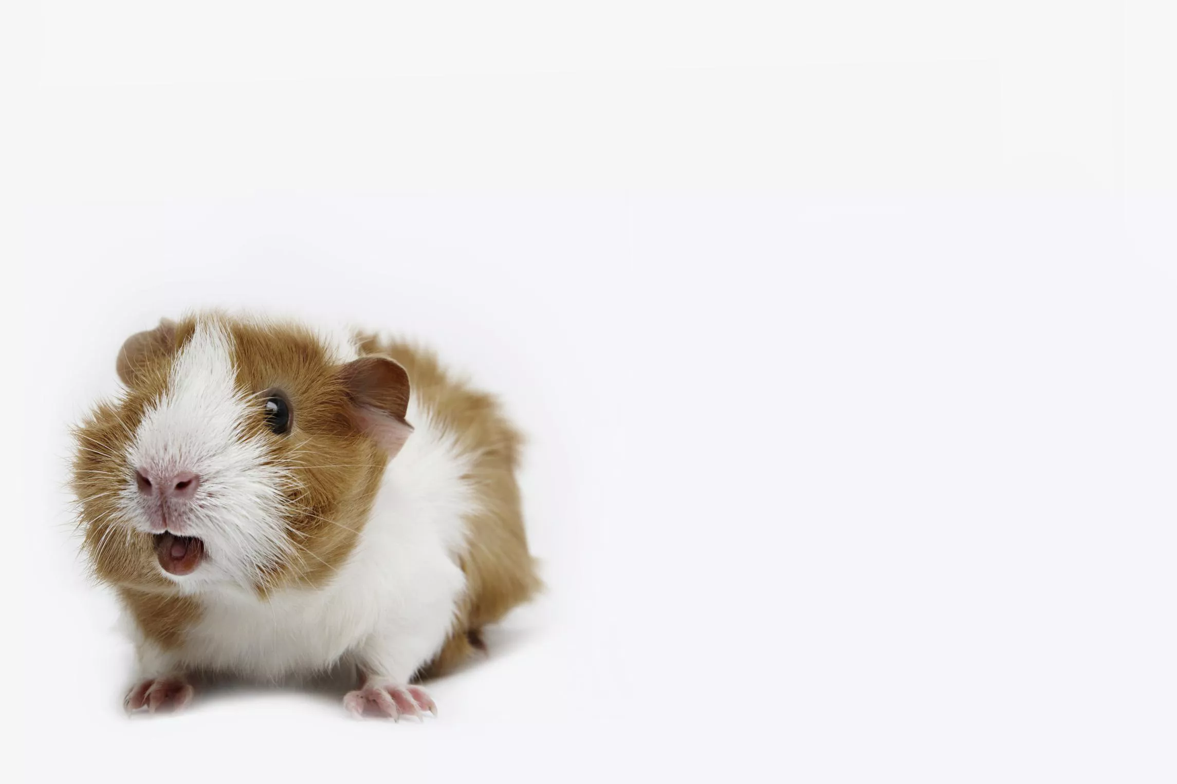 How to Decipher Guinea Pig Sounds, Noises, and Body Language — care guide