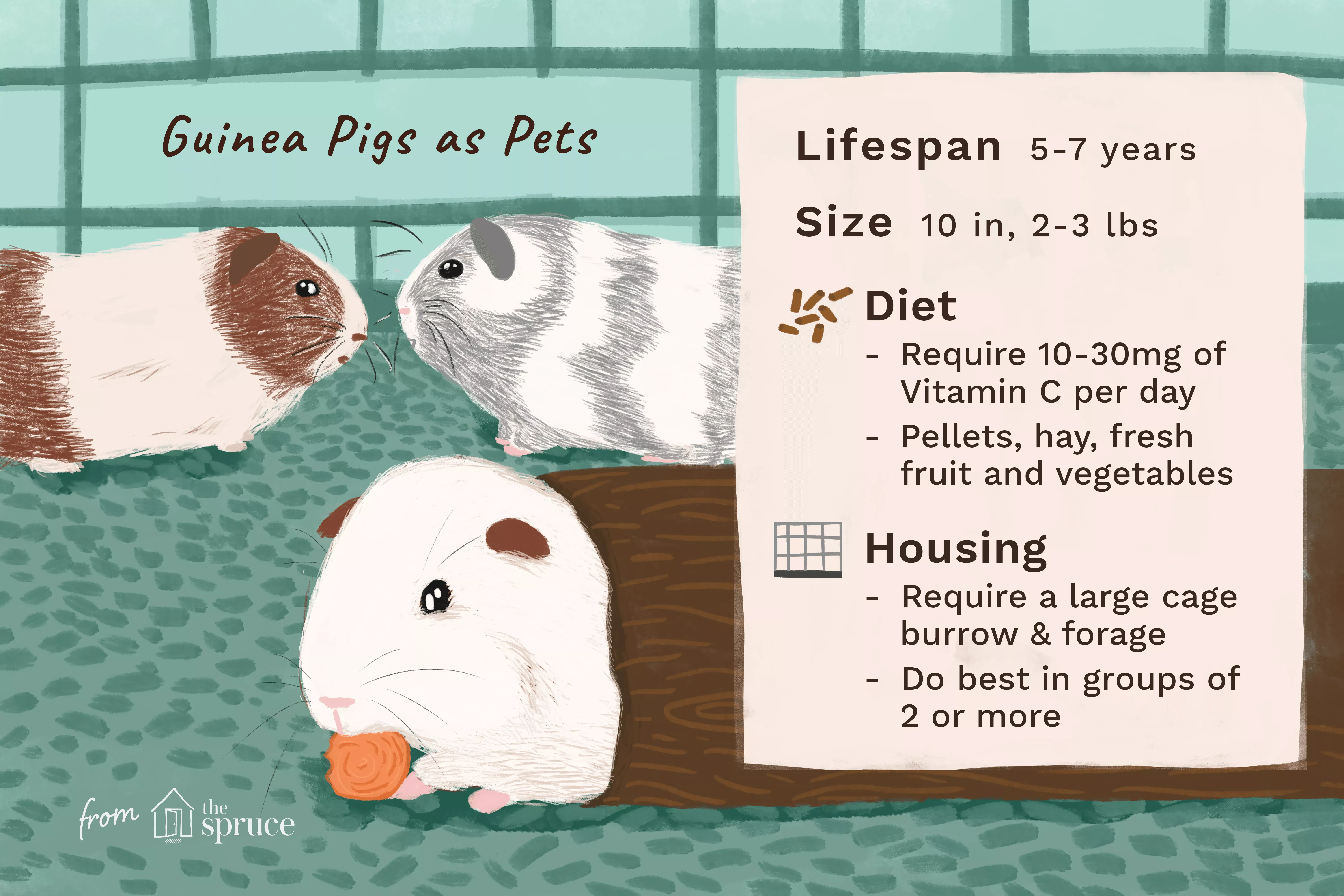 illustration of guinea pigs as pets care sheet