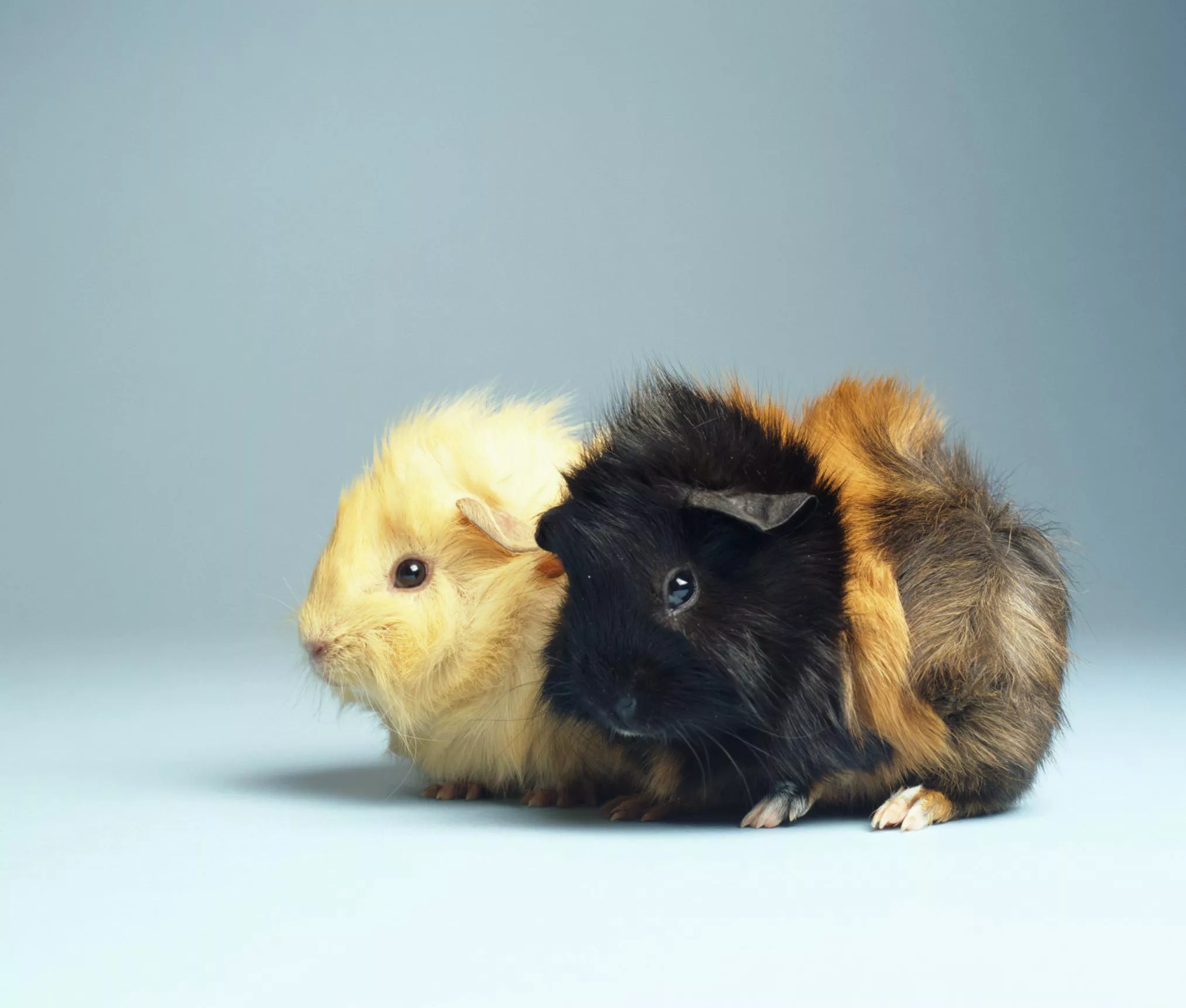 How to Care for a Pet Guinea Pig — care guide