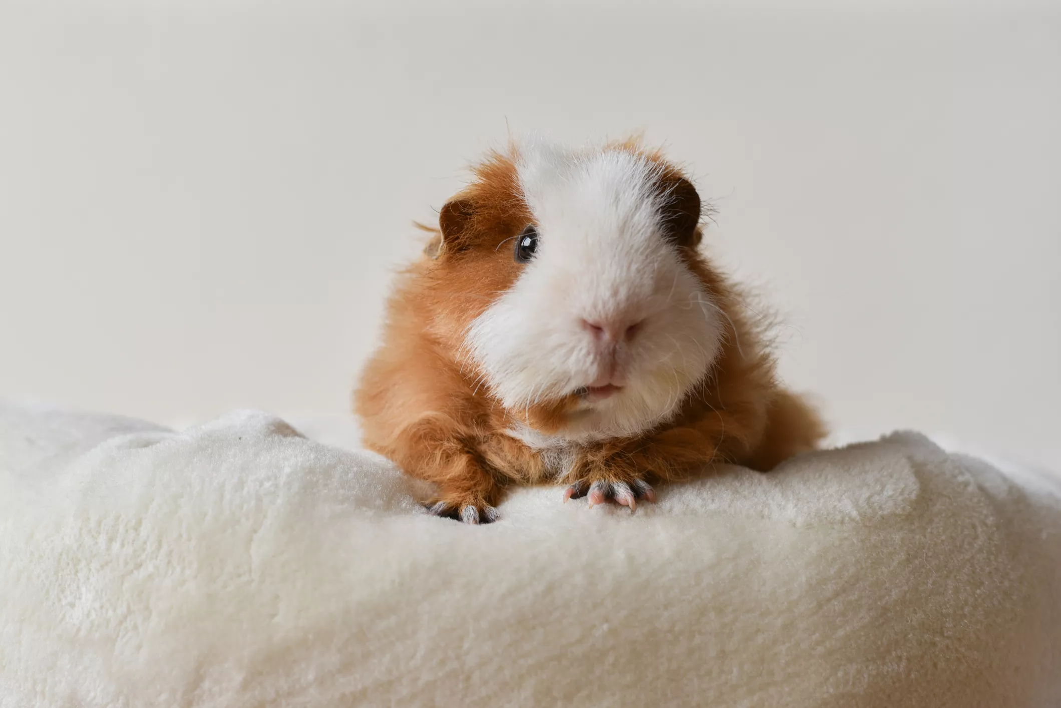 Hair Loss in Guinea Pigs: Causes and Solutions — care guide