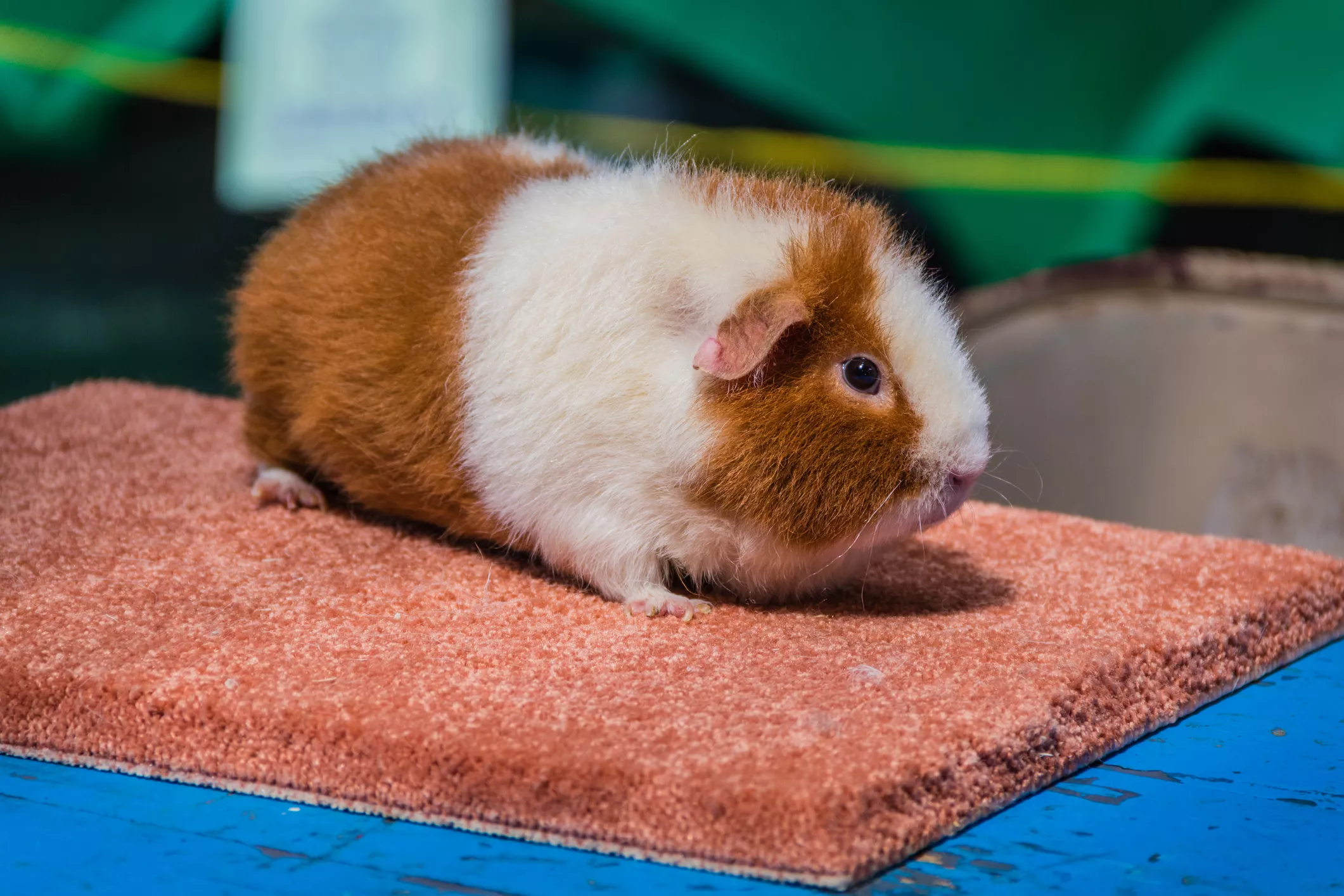 How to Care for a Pet Teddy Guinea Pig — care guide