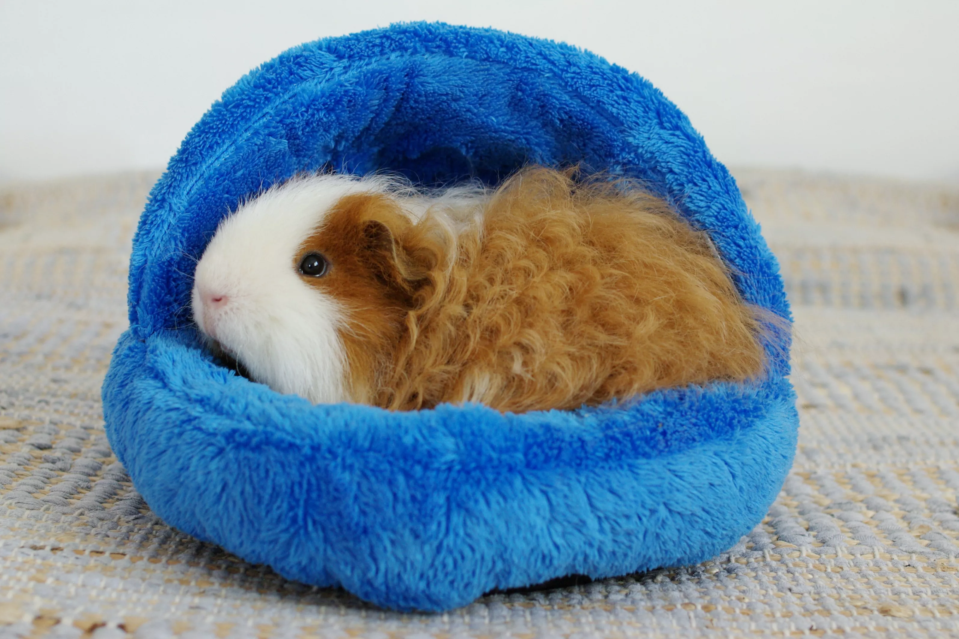 How to Care for a Pet Texel Guinea Pig — care guide