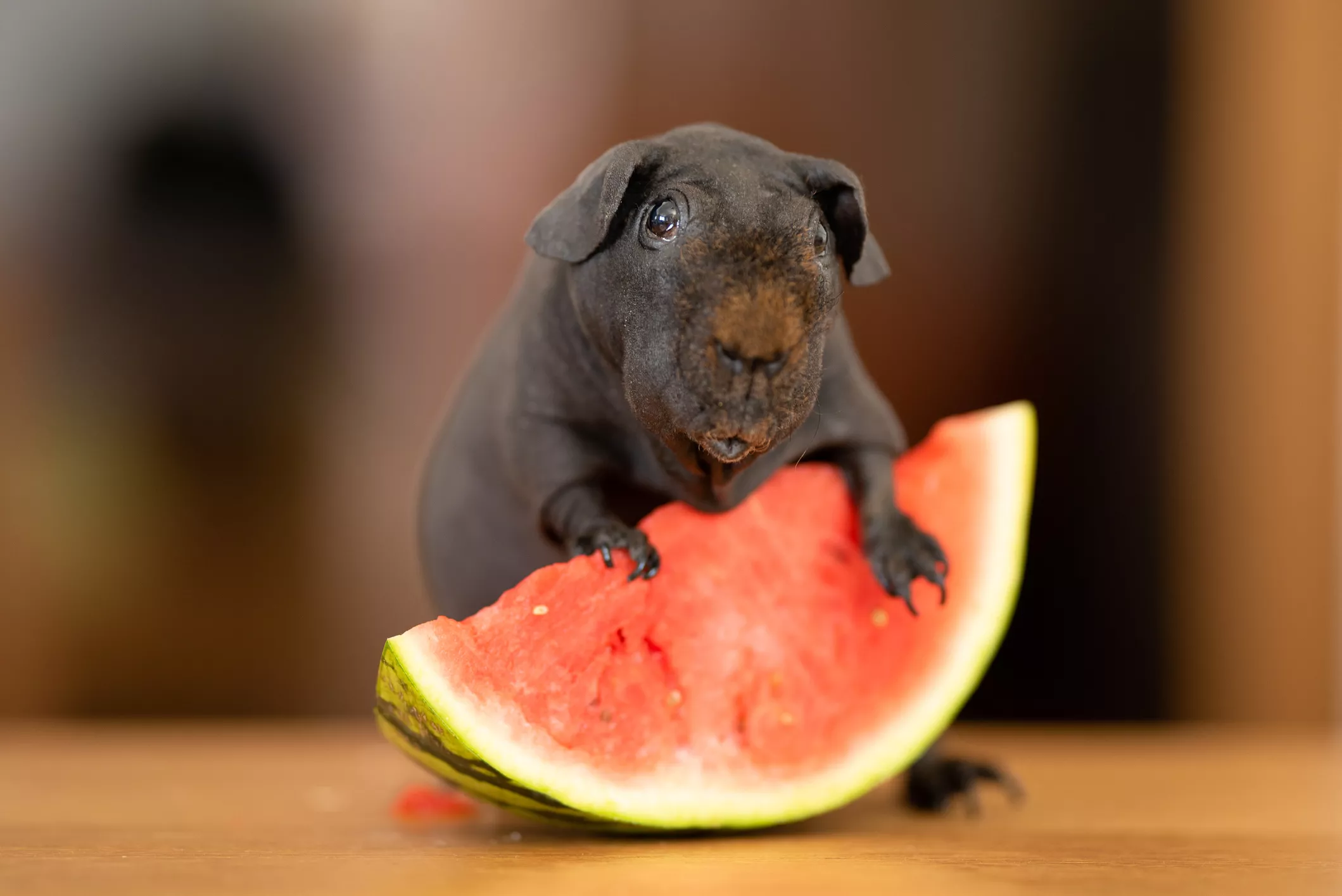 Skinny guinea pig with watermelon.