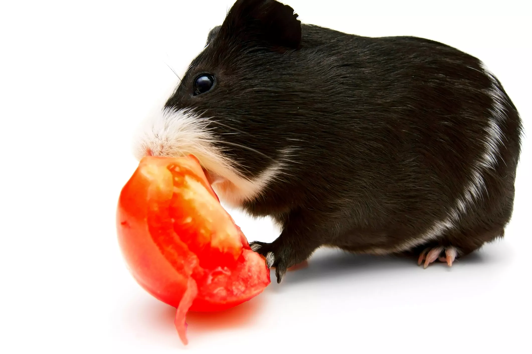 Tomato slice and a guinea pig