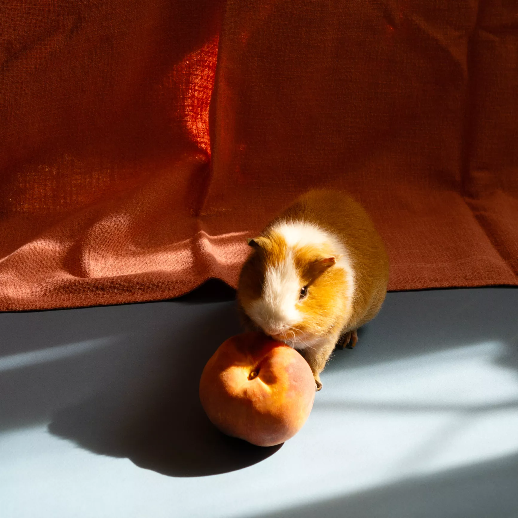 Guinea pig with a whole peach.