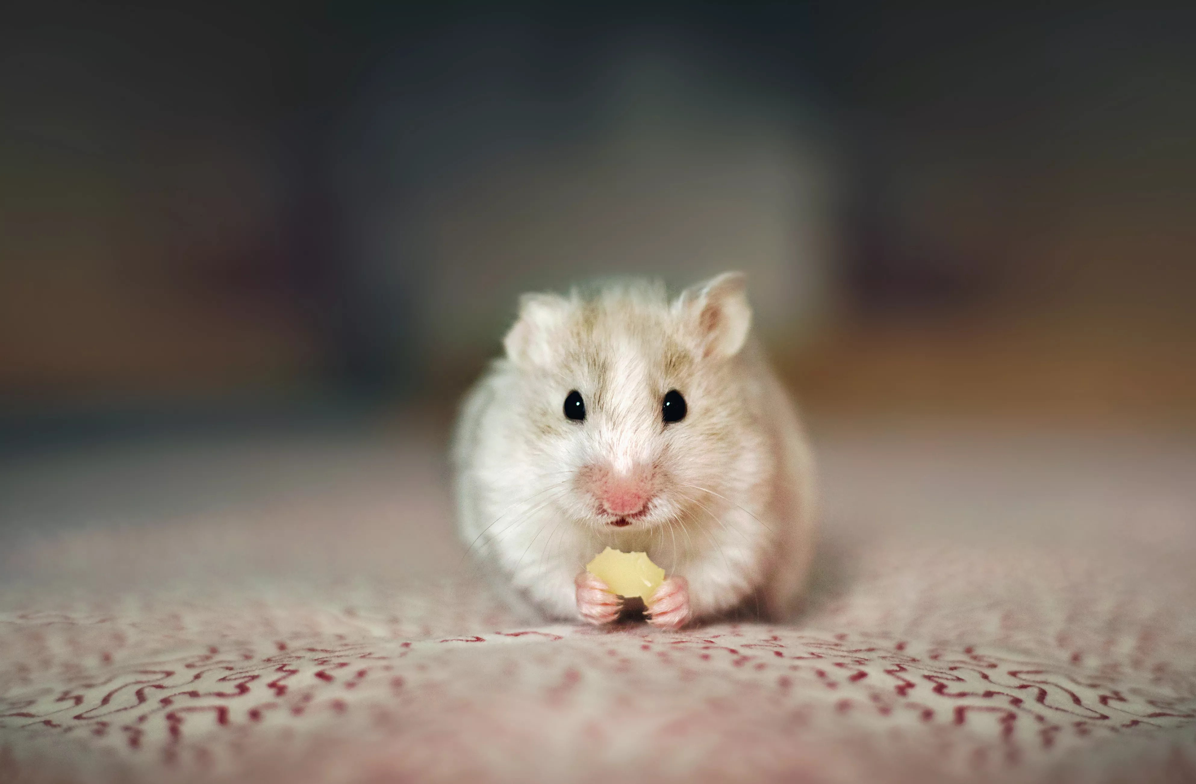 Can Hamsters Eat Cheese? — care guide