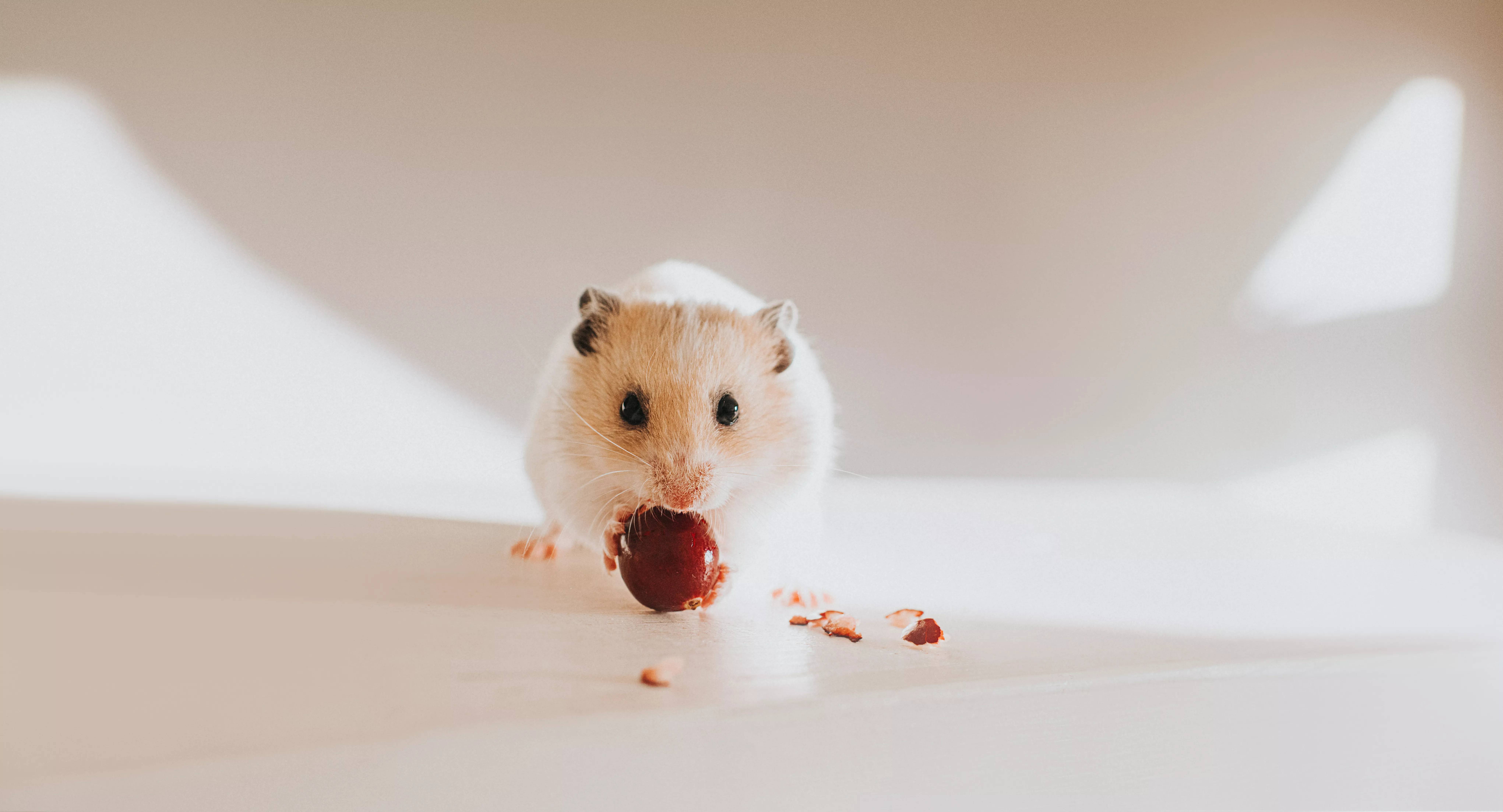 Can Hamsters Eat Fruit? A Complete Guide — care guide