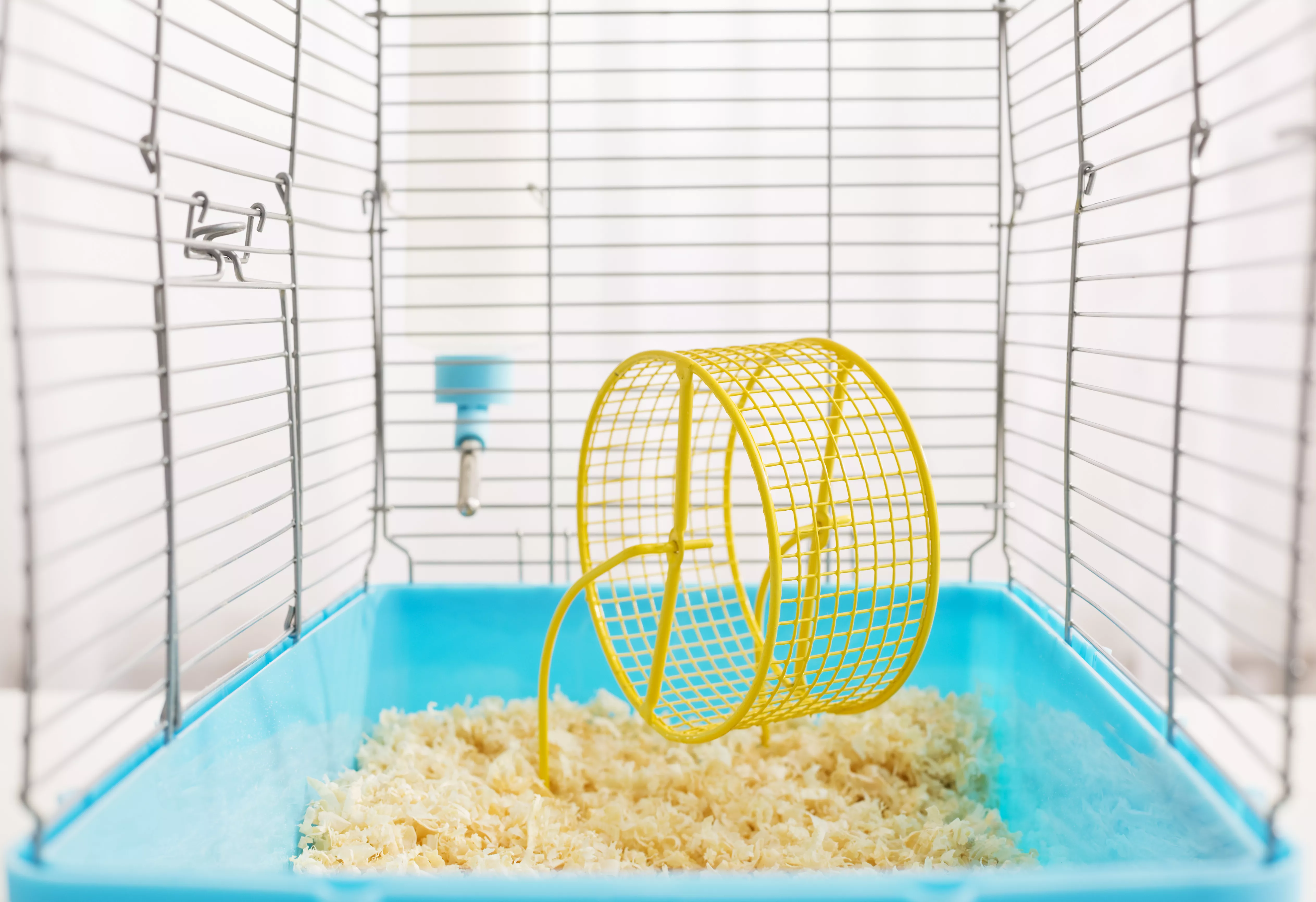 Choosing a Dwarf Hamster Cage — care guide