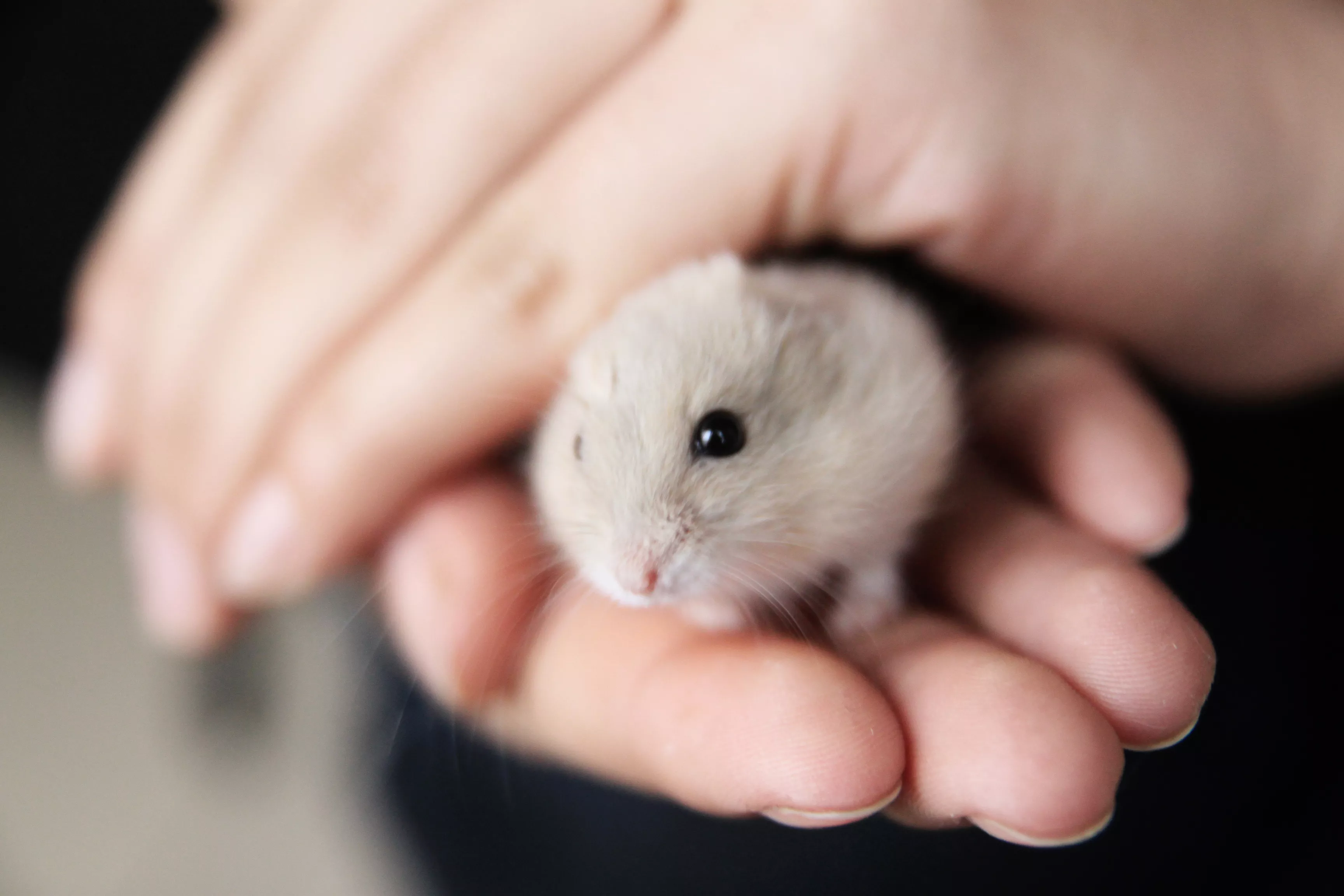 Circling in Hamsters — care guide