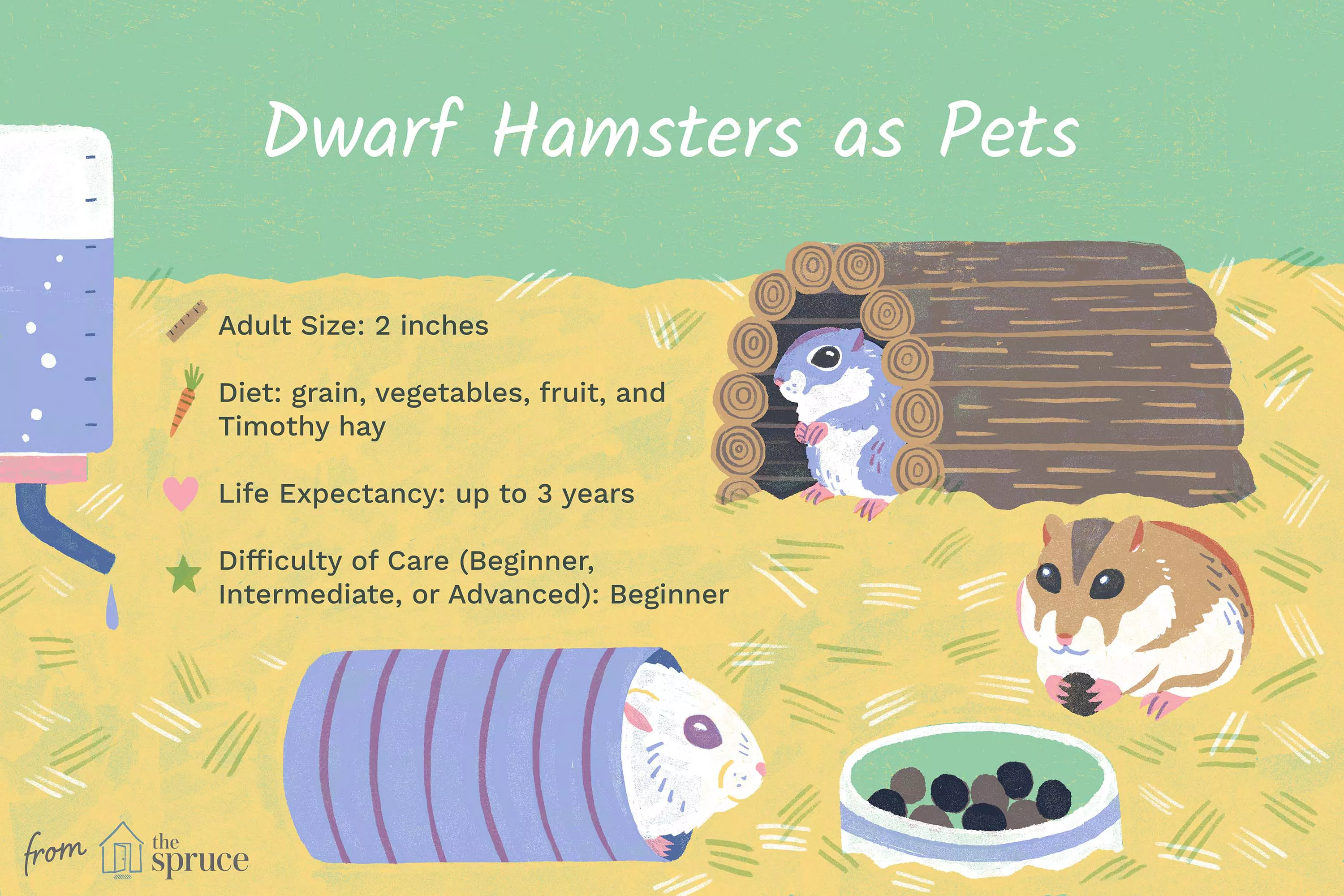Comprehensive Guide: Caring for Your Pet Dwarf Hamster — care guide
