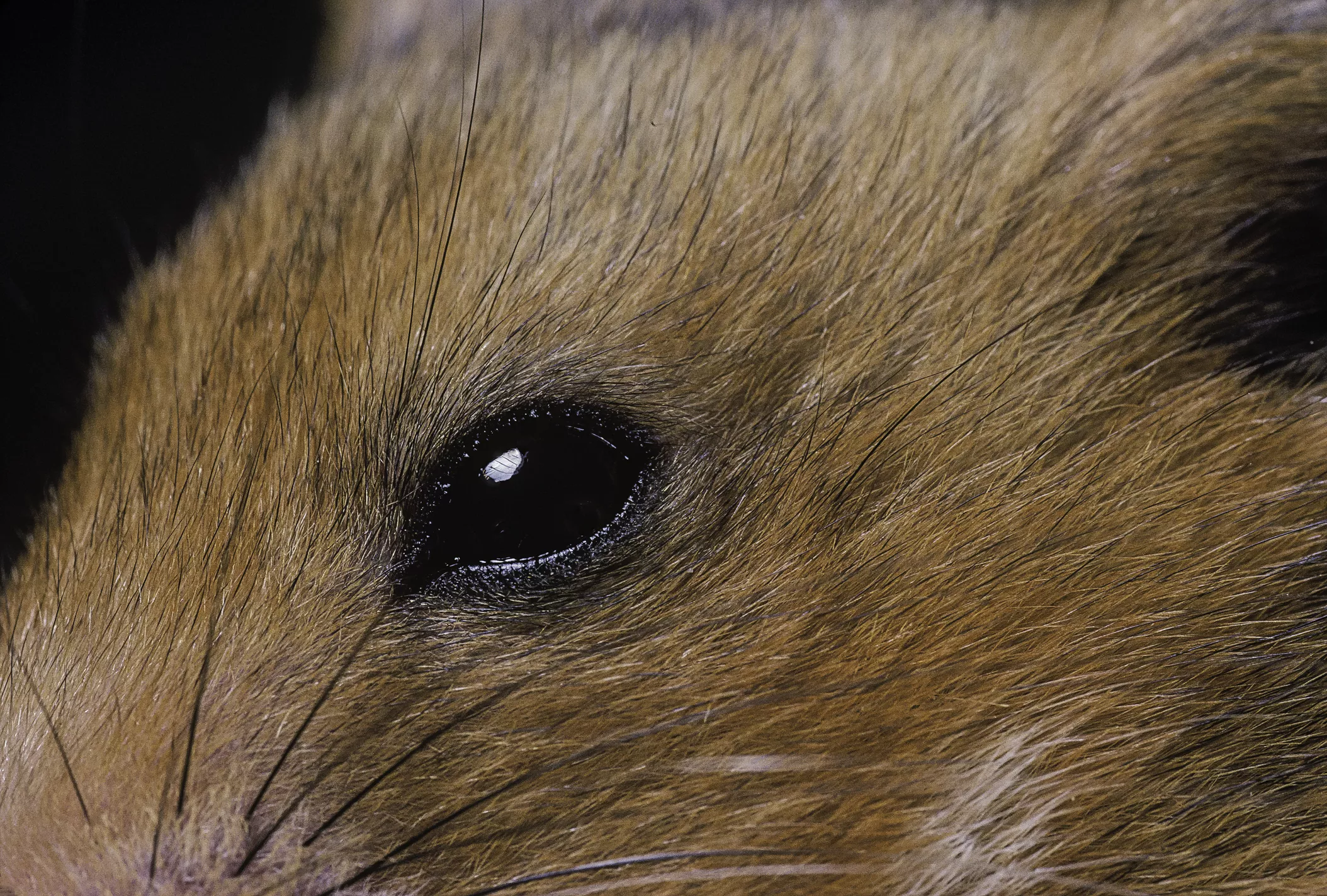 Hamster Eye Infections and Problems: Causes and Treatments — care guide