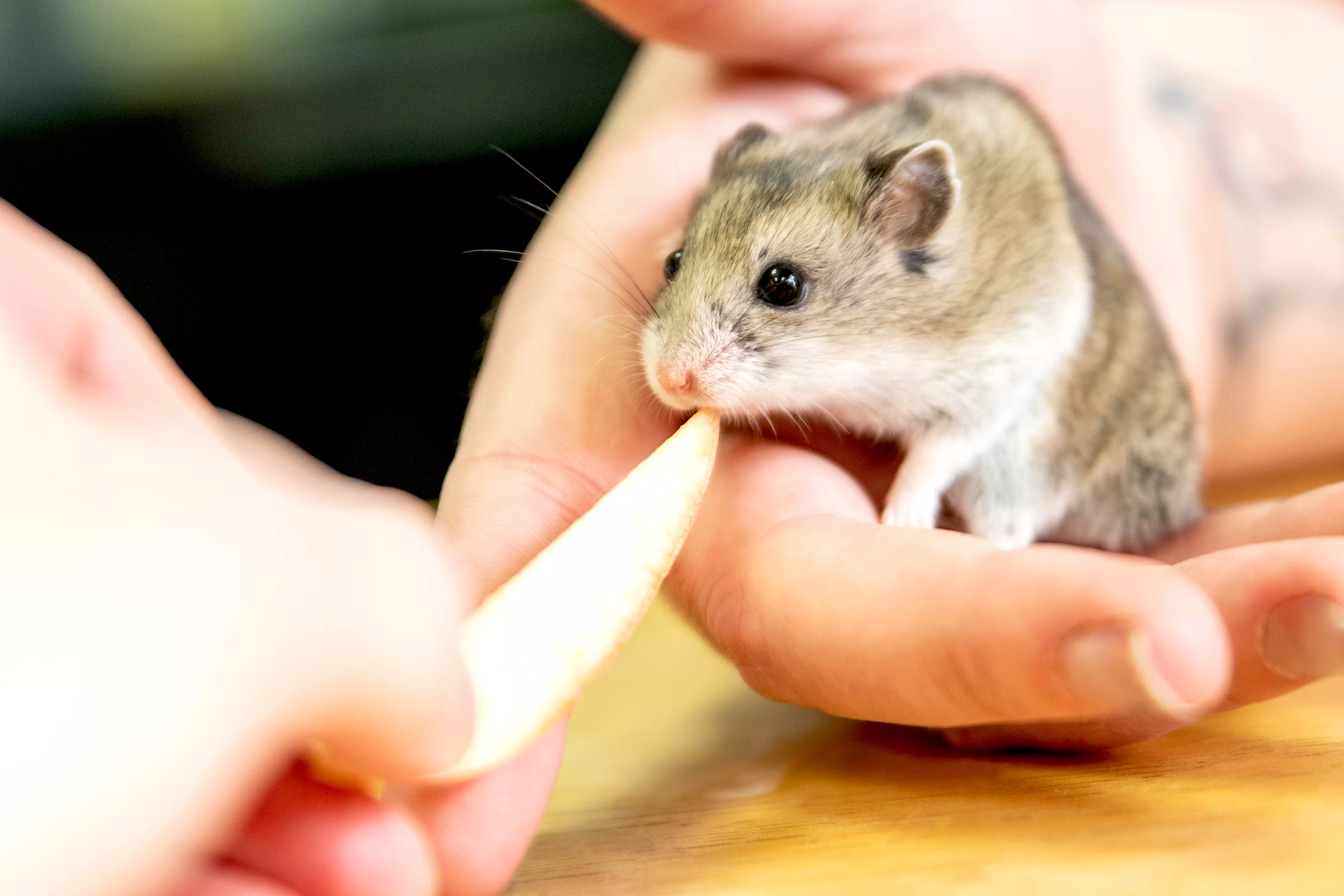 The Ultimate Guide to Hamster Food: What to Feed Your Pet — care guide