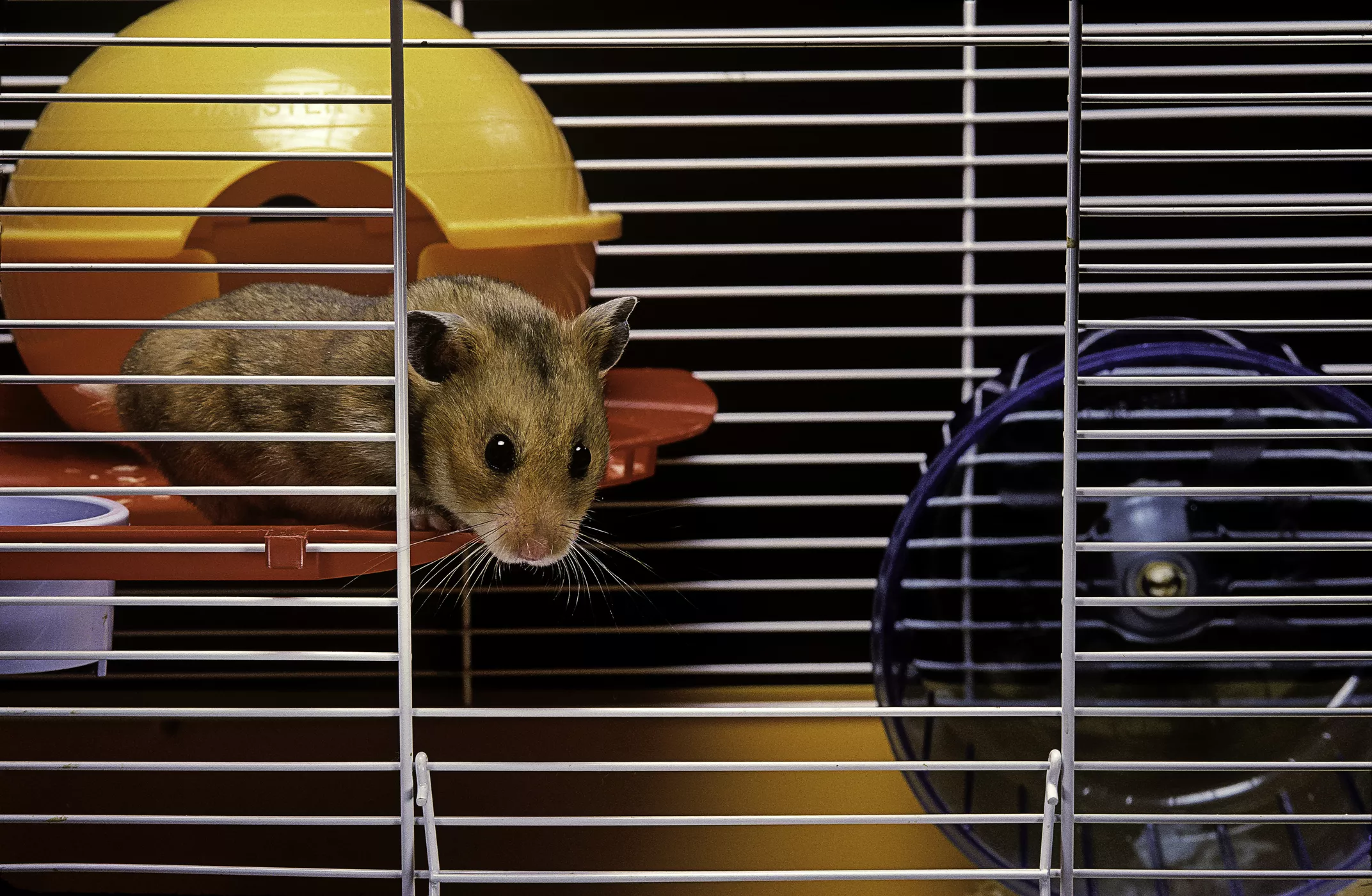 How to Choose the Best Cage for Your Syrian Hamster — care guide